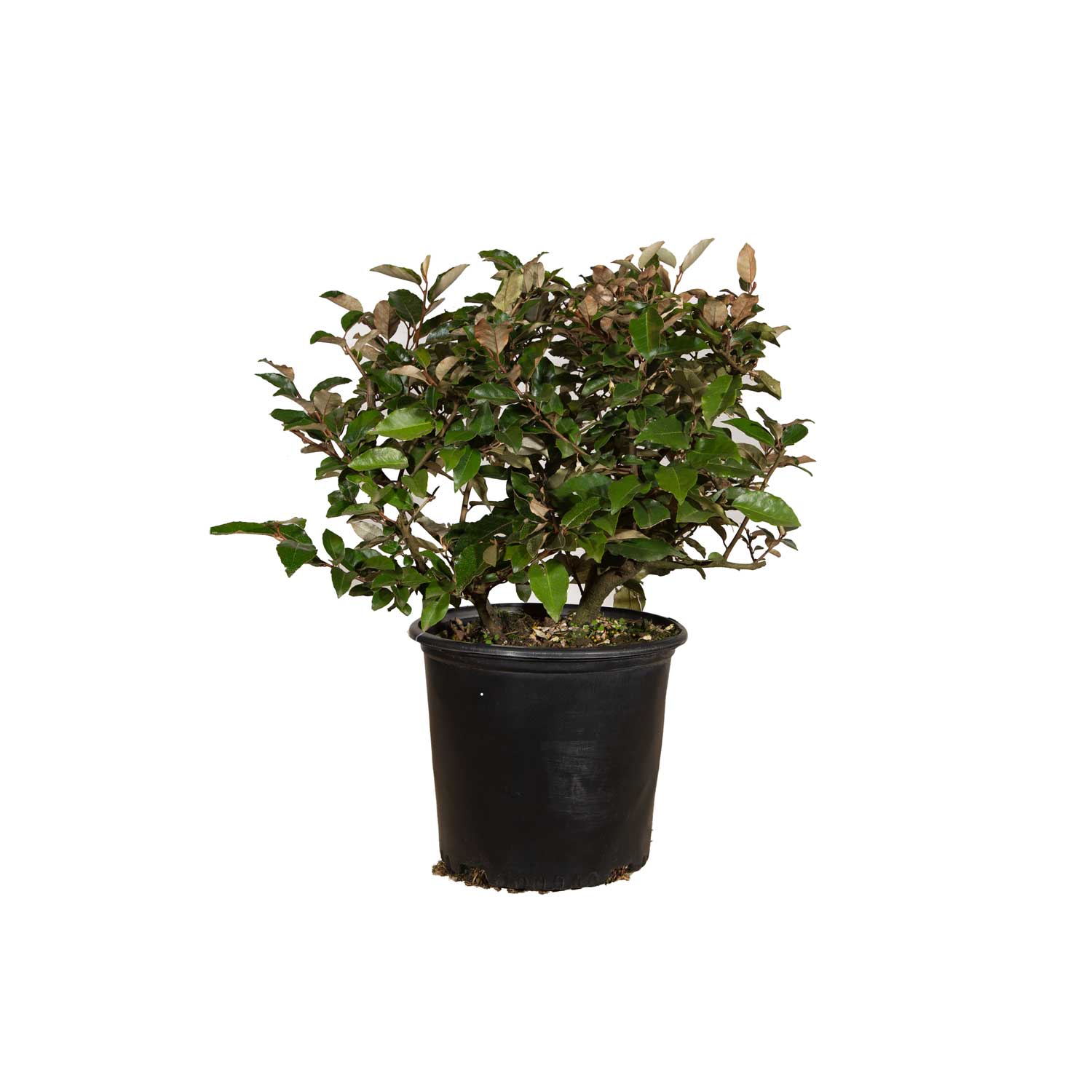 Foundation/Hedge Ebbings Silverberry Oleaster l Elaeagnus x ebbingei ...