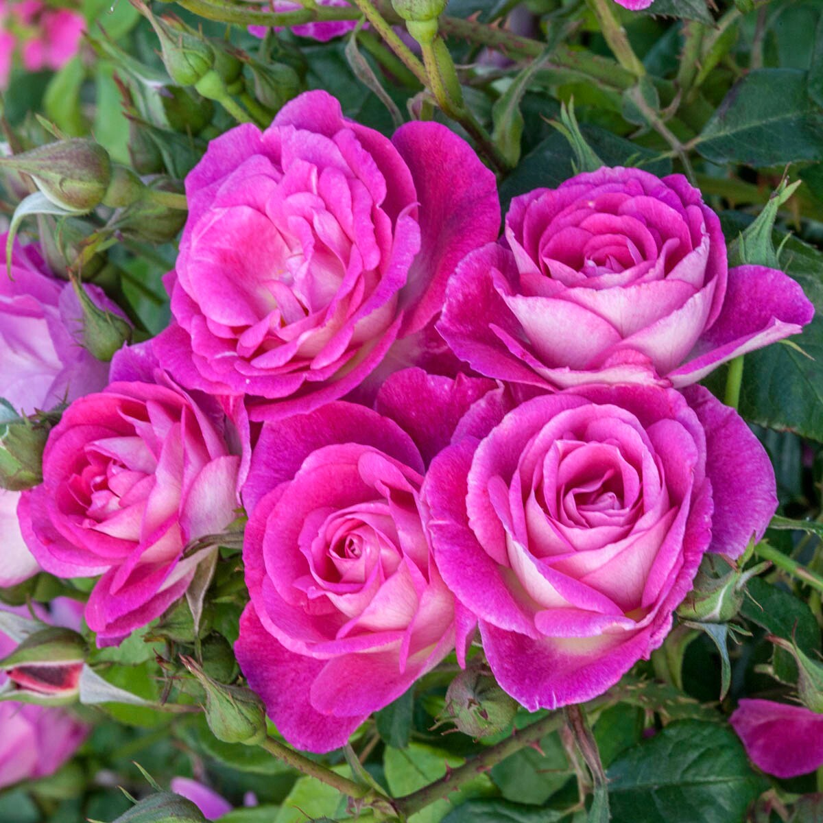 Spring Hill Nurseries 79062 roses - View #2