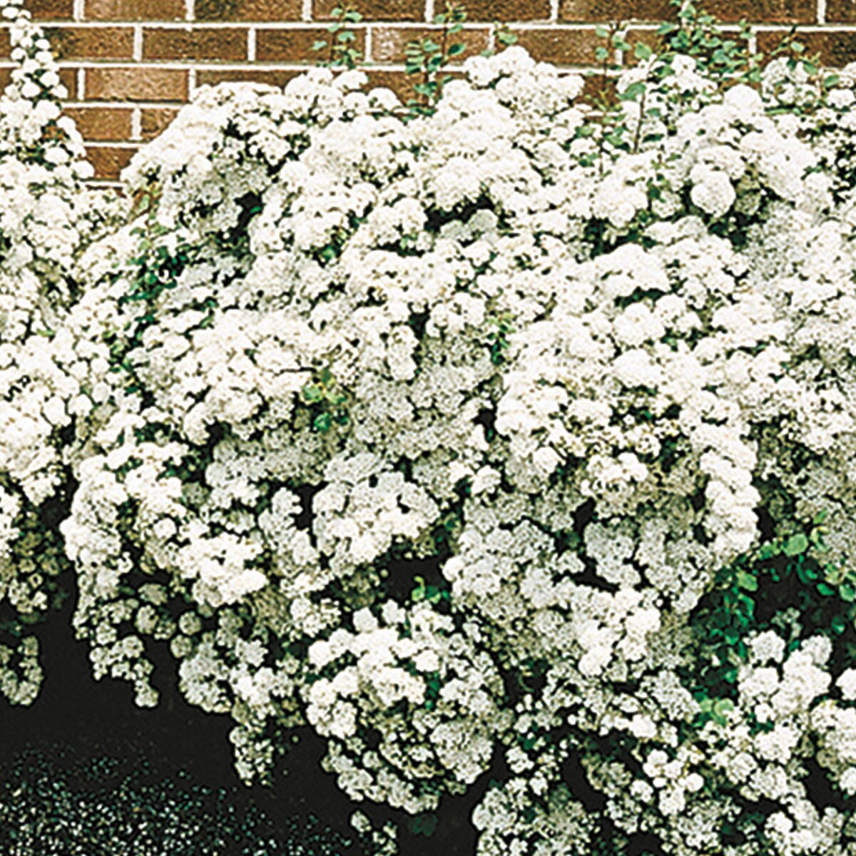 Spring Hill Nurseries White Flowering Van Houtte Spirea Flowering Shrub ...