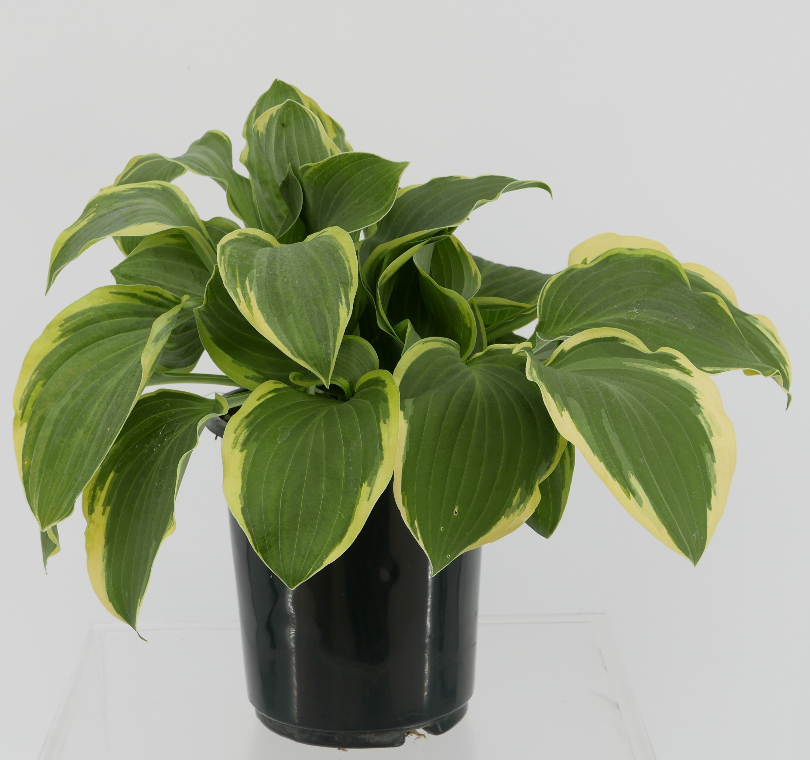 White Hosta Twilight Plant in 2.5-Quart Pot 2-Pack in the Perennials ...