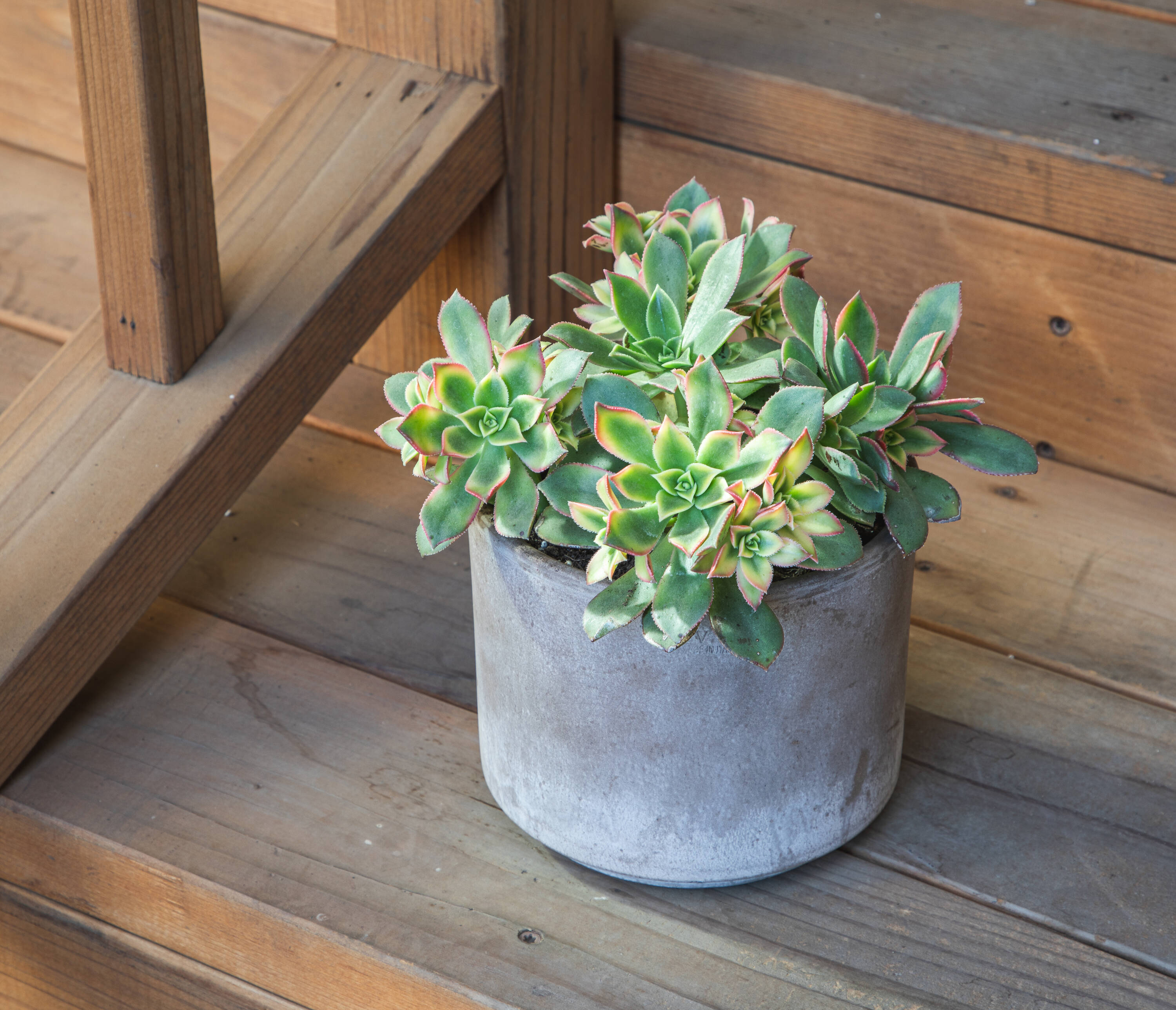 Altman Plants 0880120 Cacti-Succulents - View #8