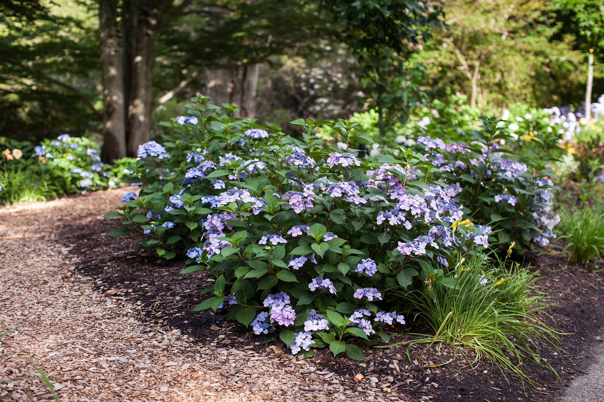  1122 shrubs - View #3