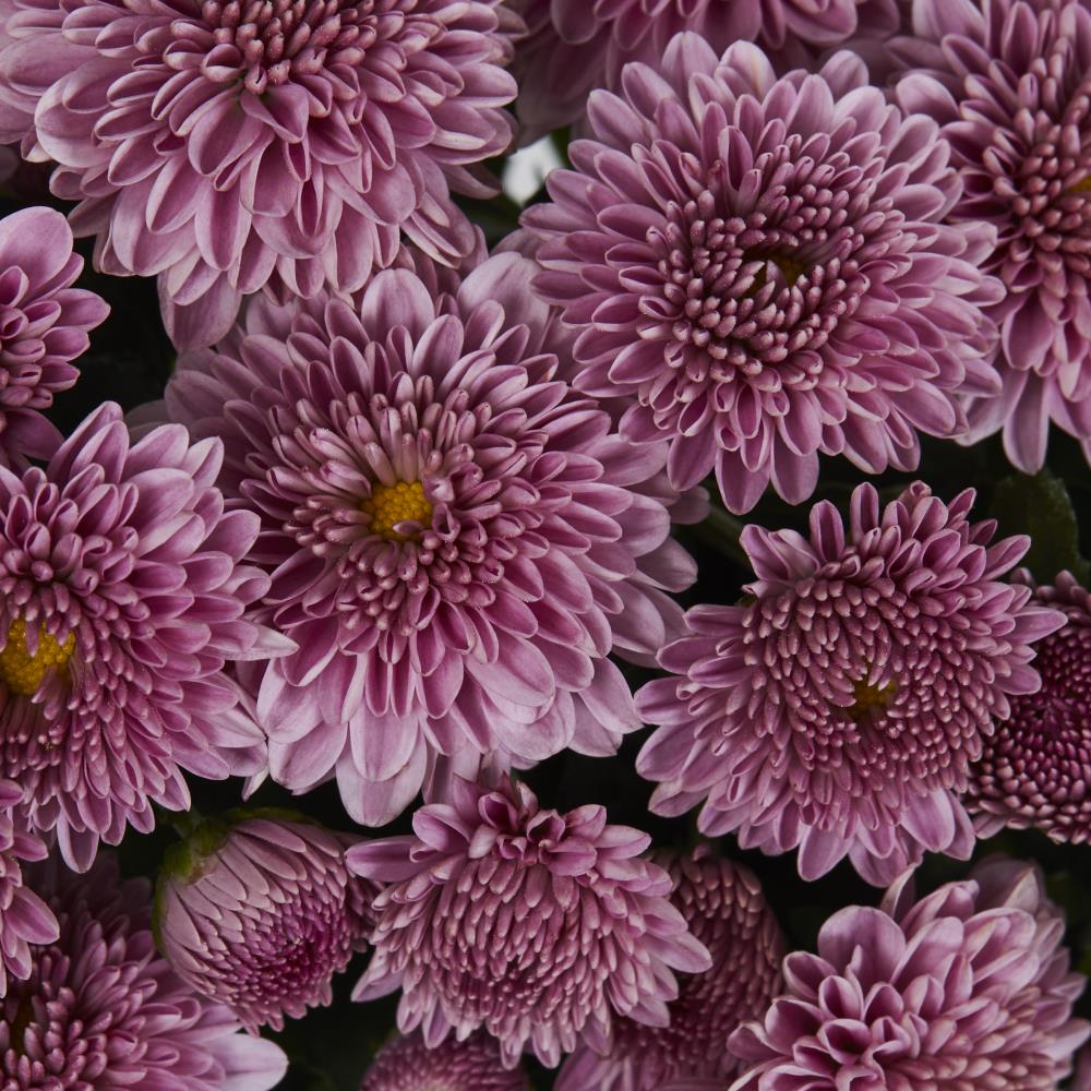 Lowe's Pink Mum In 1-pint Pot In The Annuals Department At Lowes.com