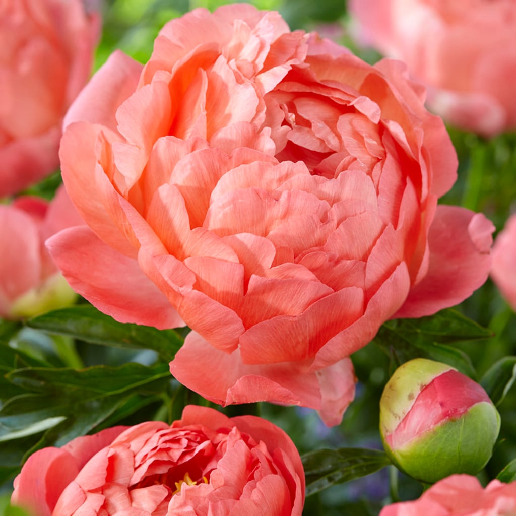 4 pcs Peony bulbsRare Exotic Flowers, Healthy and Fragrant Deep Pink Peony,  A Must-Have for The Peony Bulb Garden : : Patio, Lawn & Garden