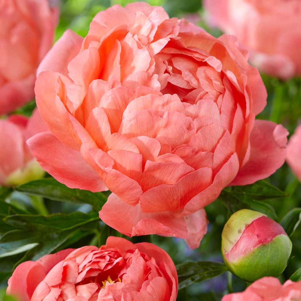 Peonies Coral Sunset Set of 6 Roots Plants, Bulbs & Seeds at