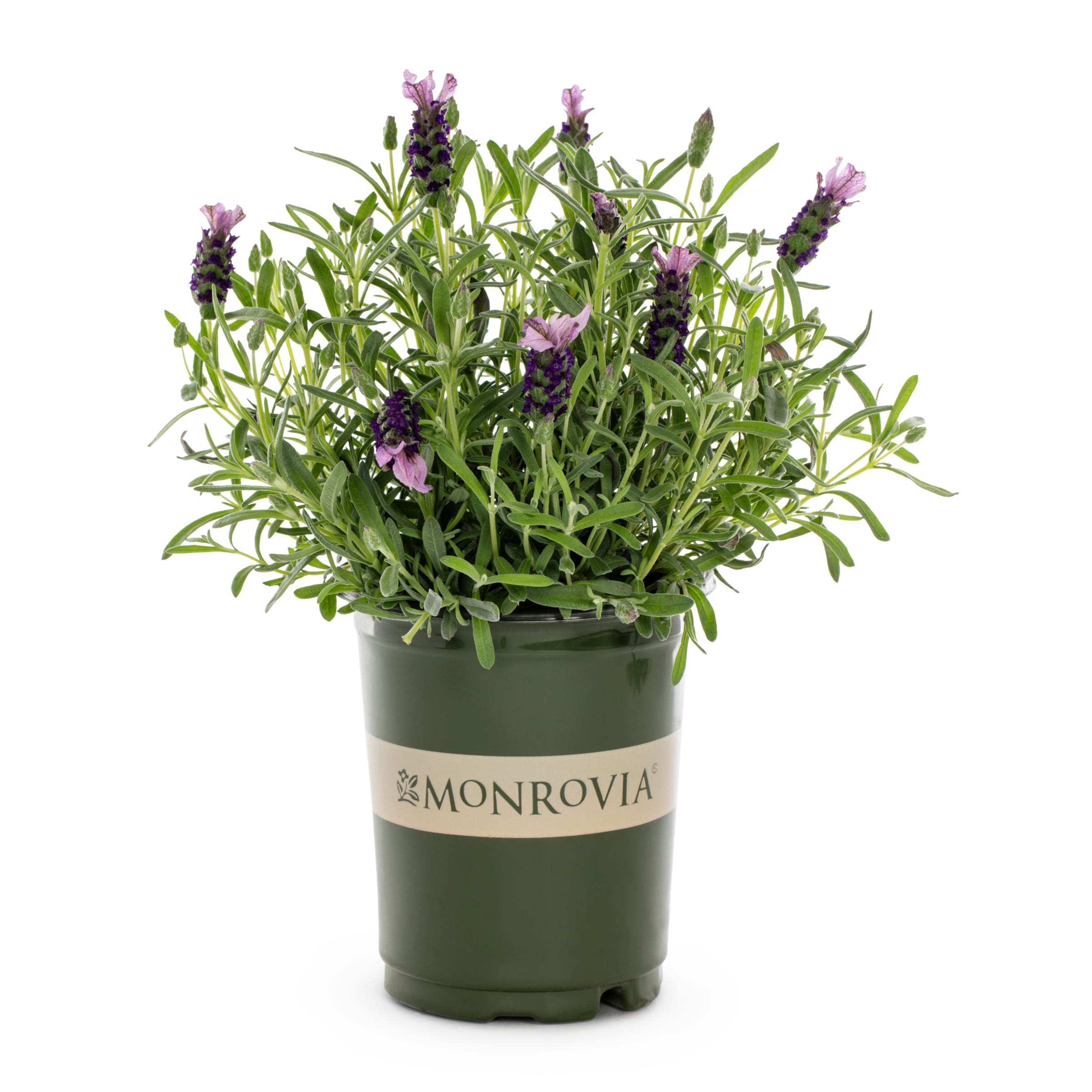Monrovia 418721 Pink The Princess Spanish Lavender Plant in 2.6 -Quart Pot 1 -Pack