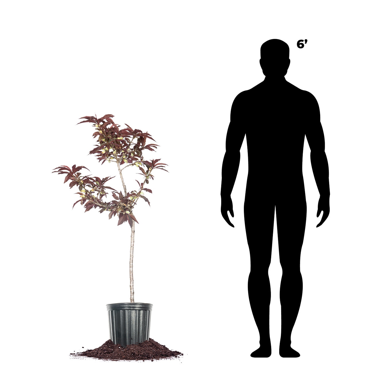Perfect Plants LOBONFIREPEACH5G trees - View #6