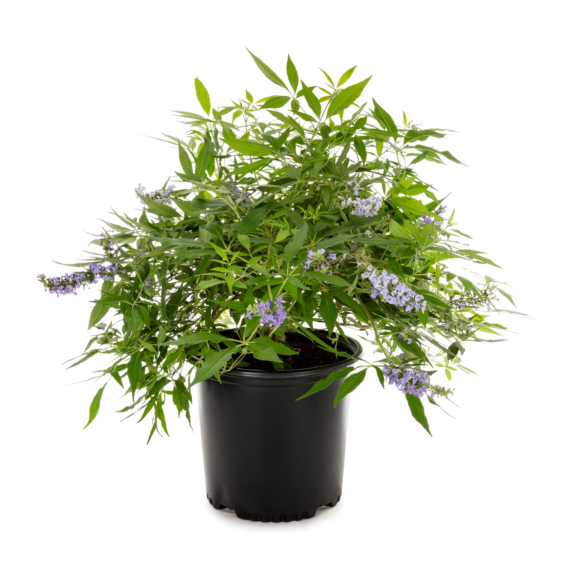 Lowe's Blue Shoal Creek Chaste Tree Flowering Shrub in 2.25-Gallon (s ...