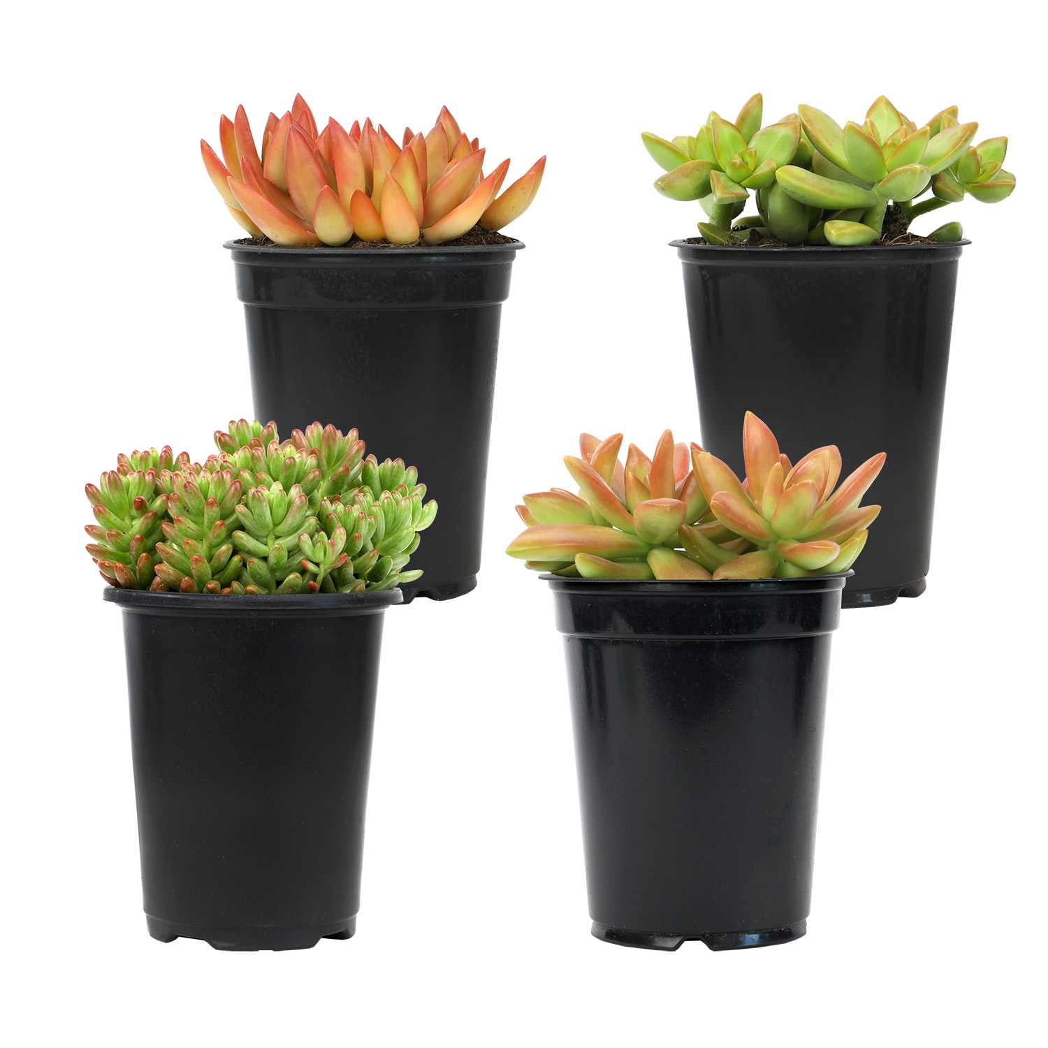 Altman Plants 0872639 4.0 -Pack Sedum in 1.64 Pint(s) Pot
