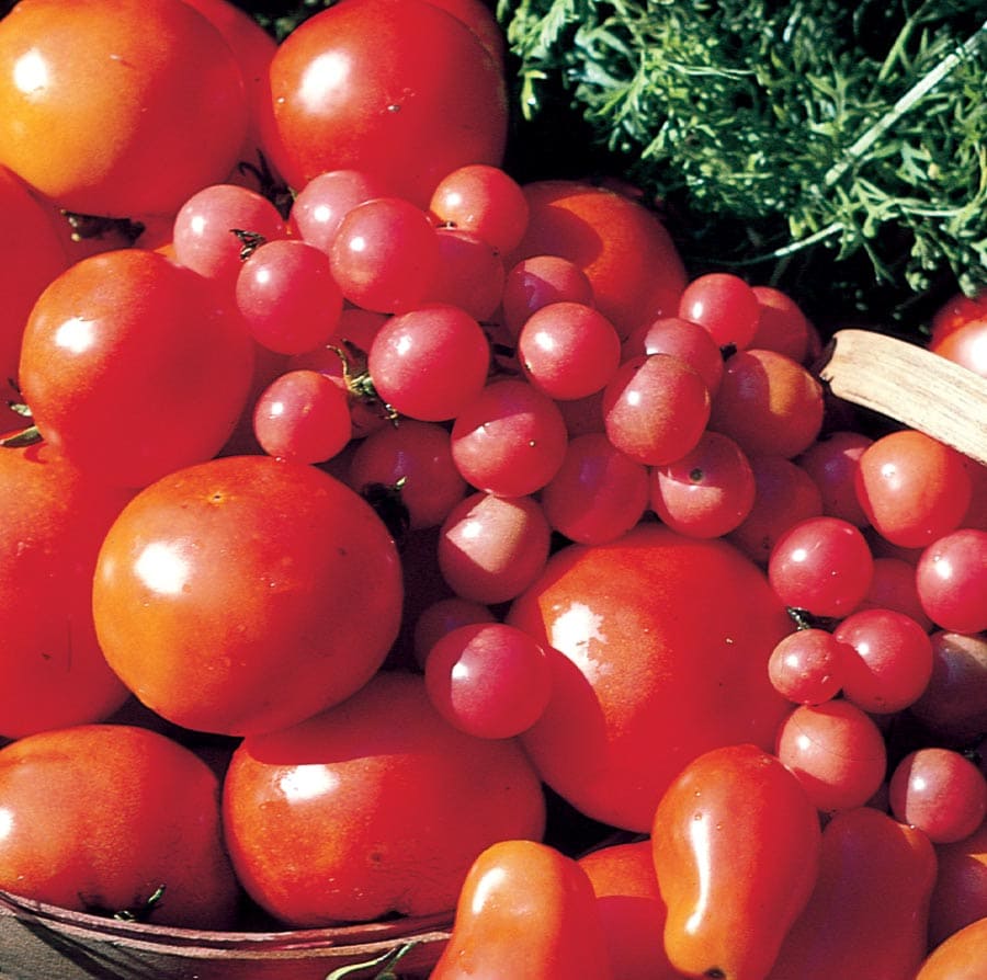 vegetable-plants-at-lowes