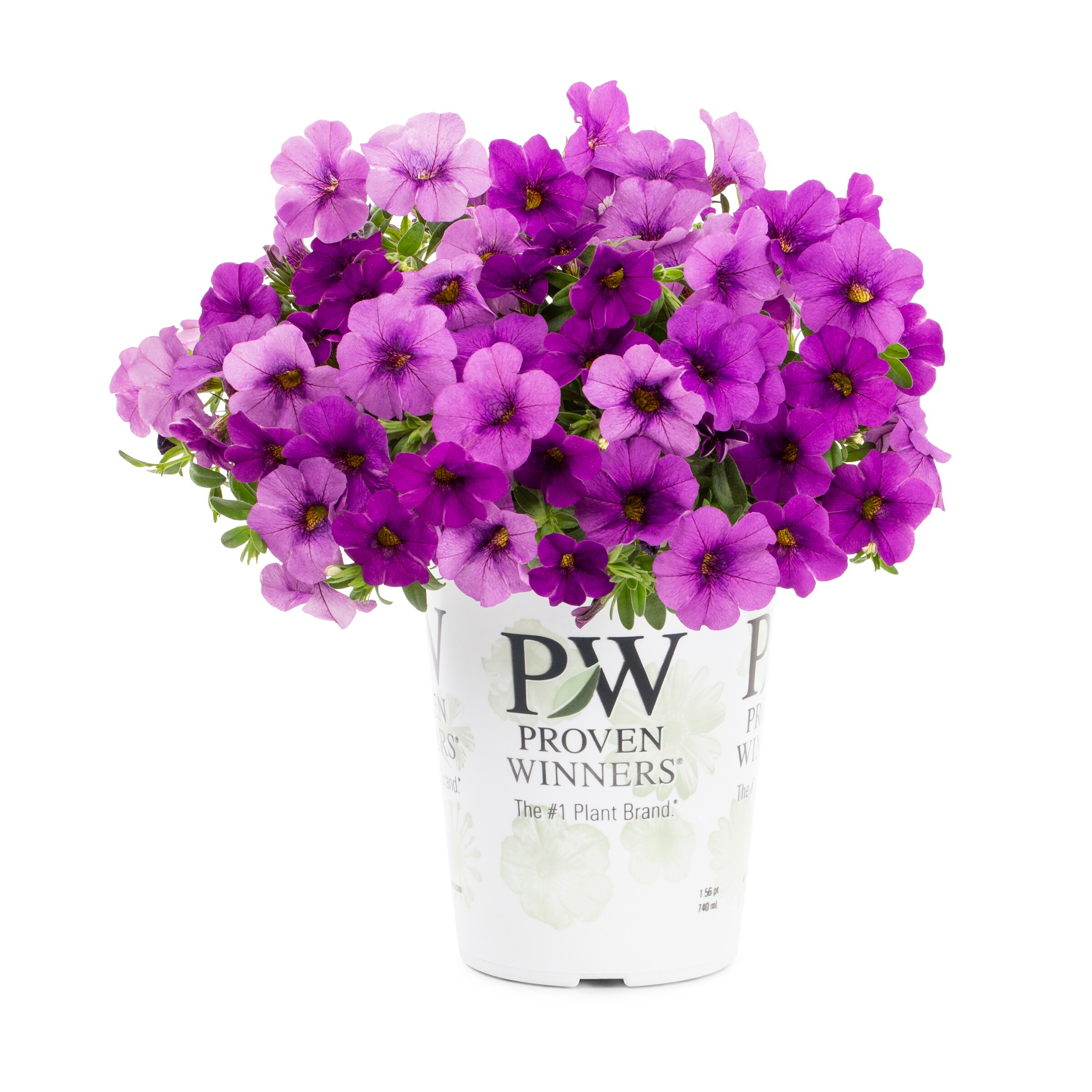 Lowe's NURSERY annuals - View #3