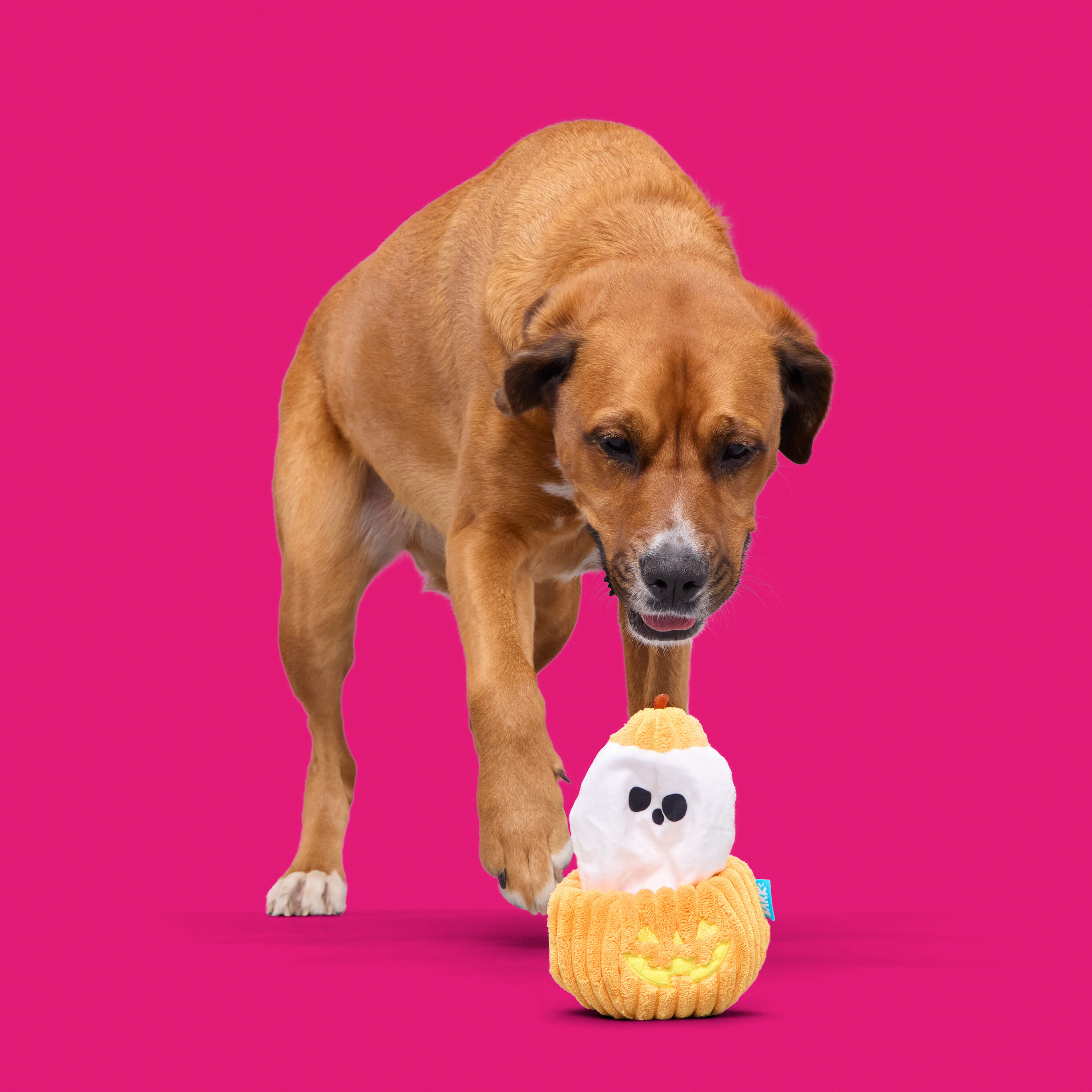 BARK 216253 Dog-Toys - View #6