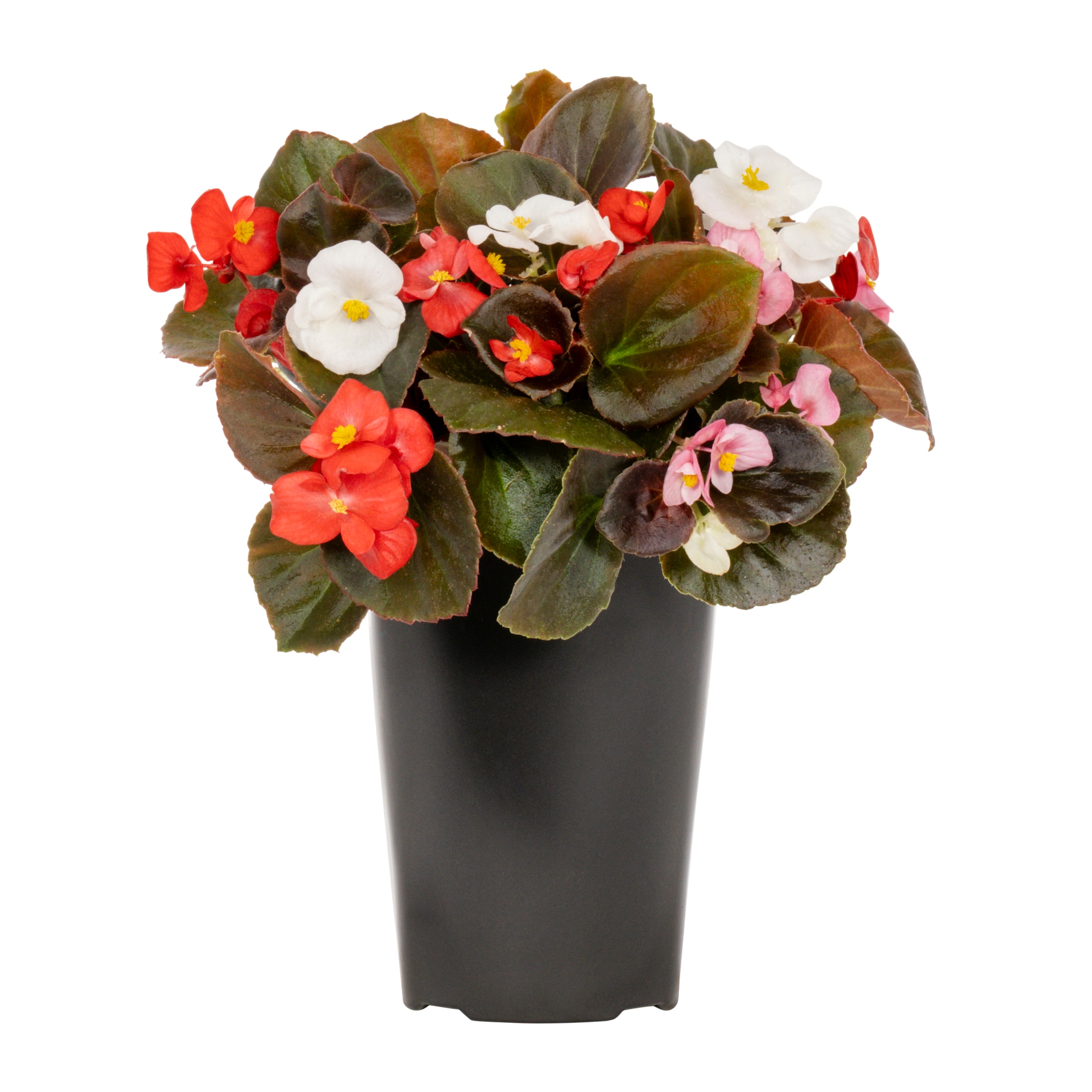 Metrolina Greenhouses 4955 annuals - View #5