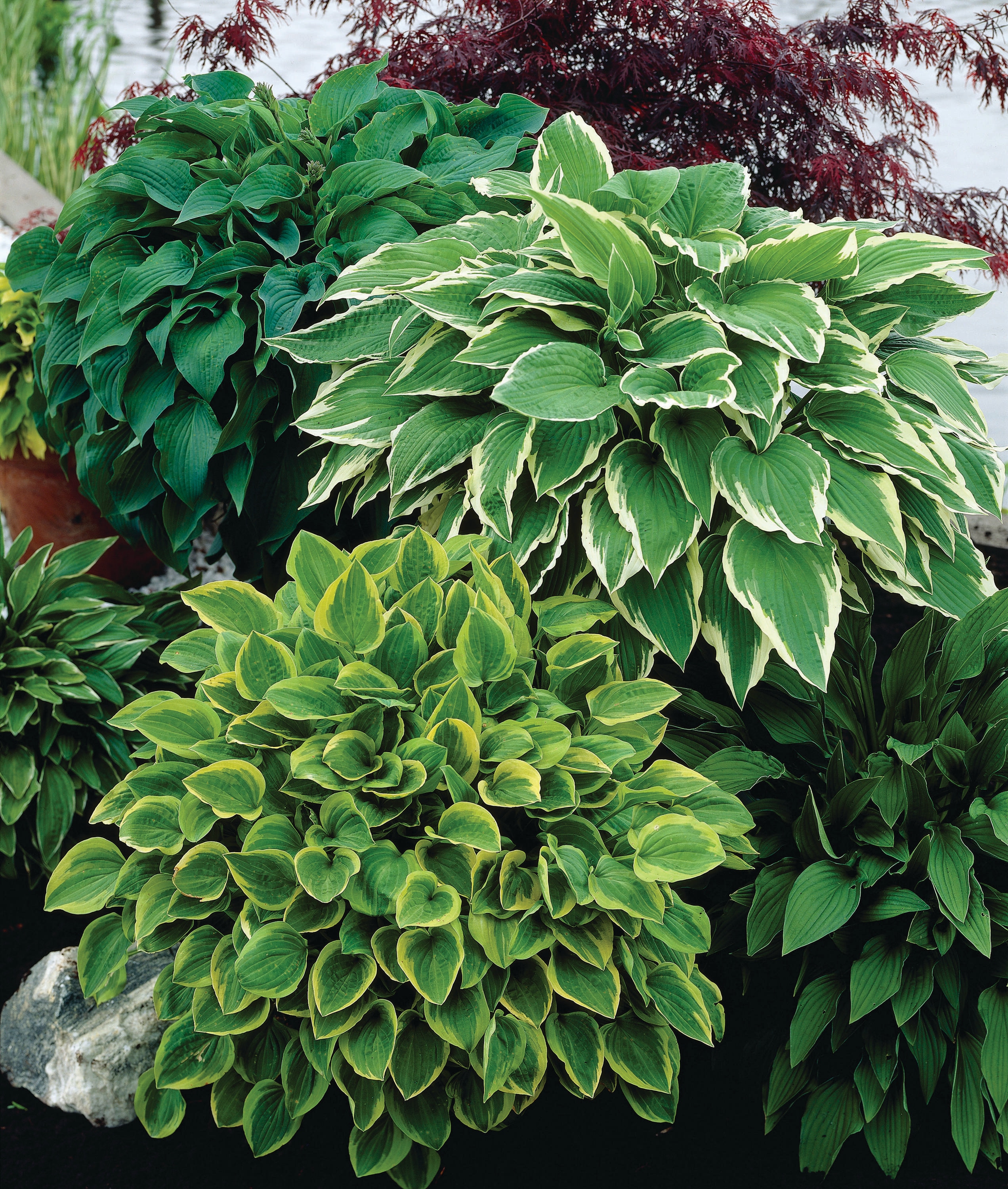 Garden State Bulb 07946 HOSTA MIXED 4-PK PBS