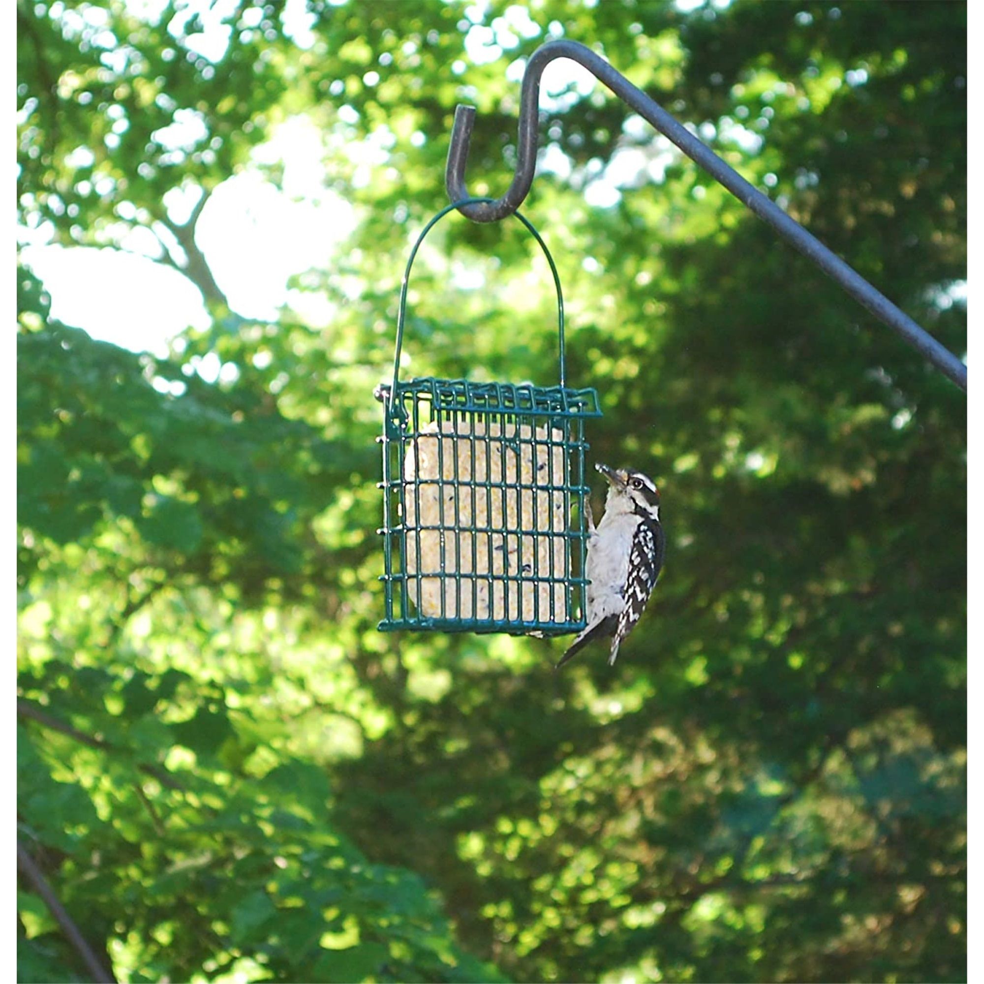 Wildlife Sciences 092007 Bird-Squirrel-Food - View #8