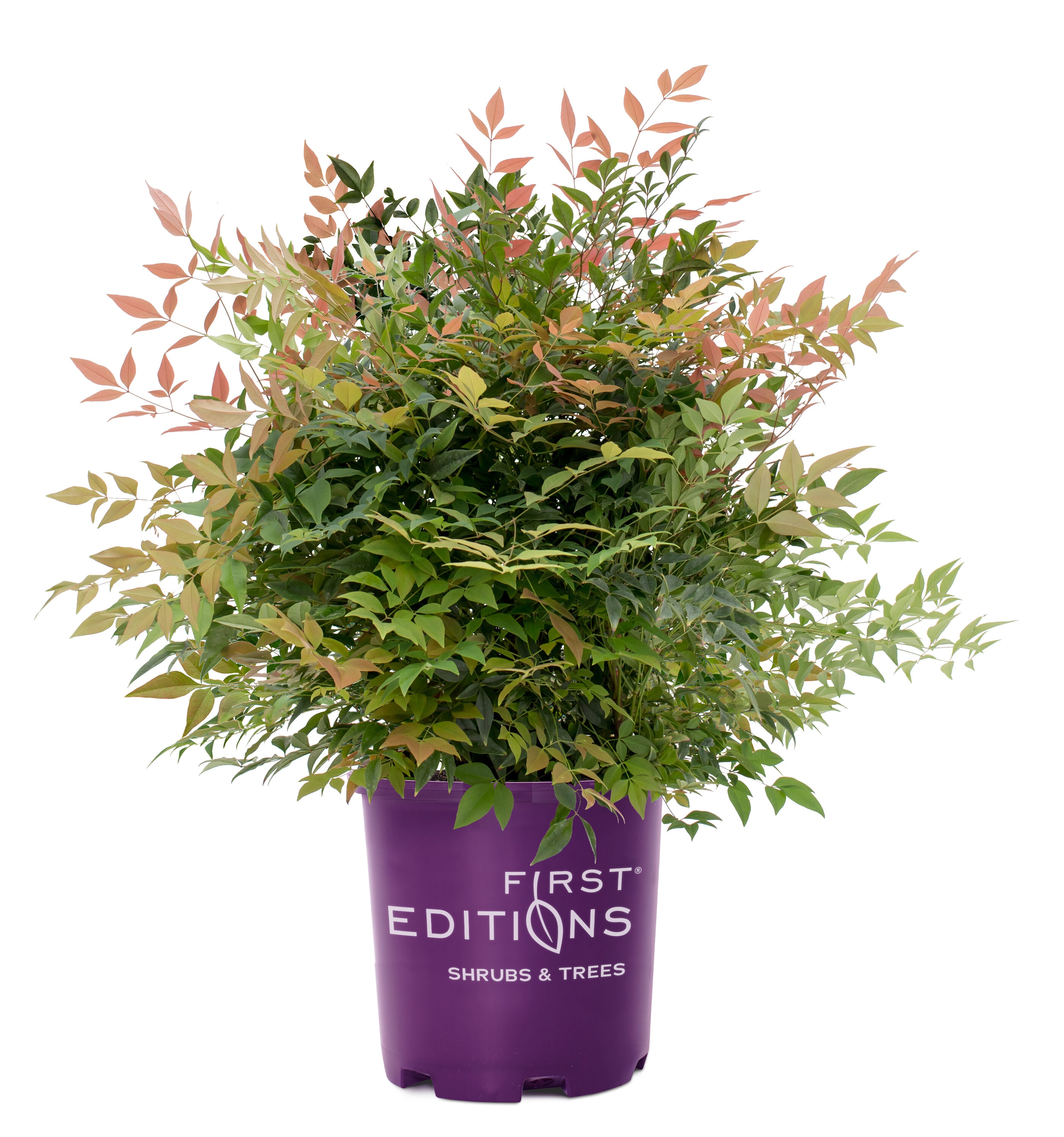 Lowe's 929903 Pomegranate Nandina Accent Shrub in 1 -Gallon Pot 1 -Pack with White Blooms