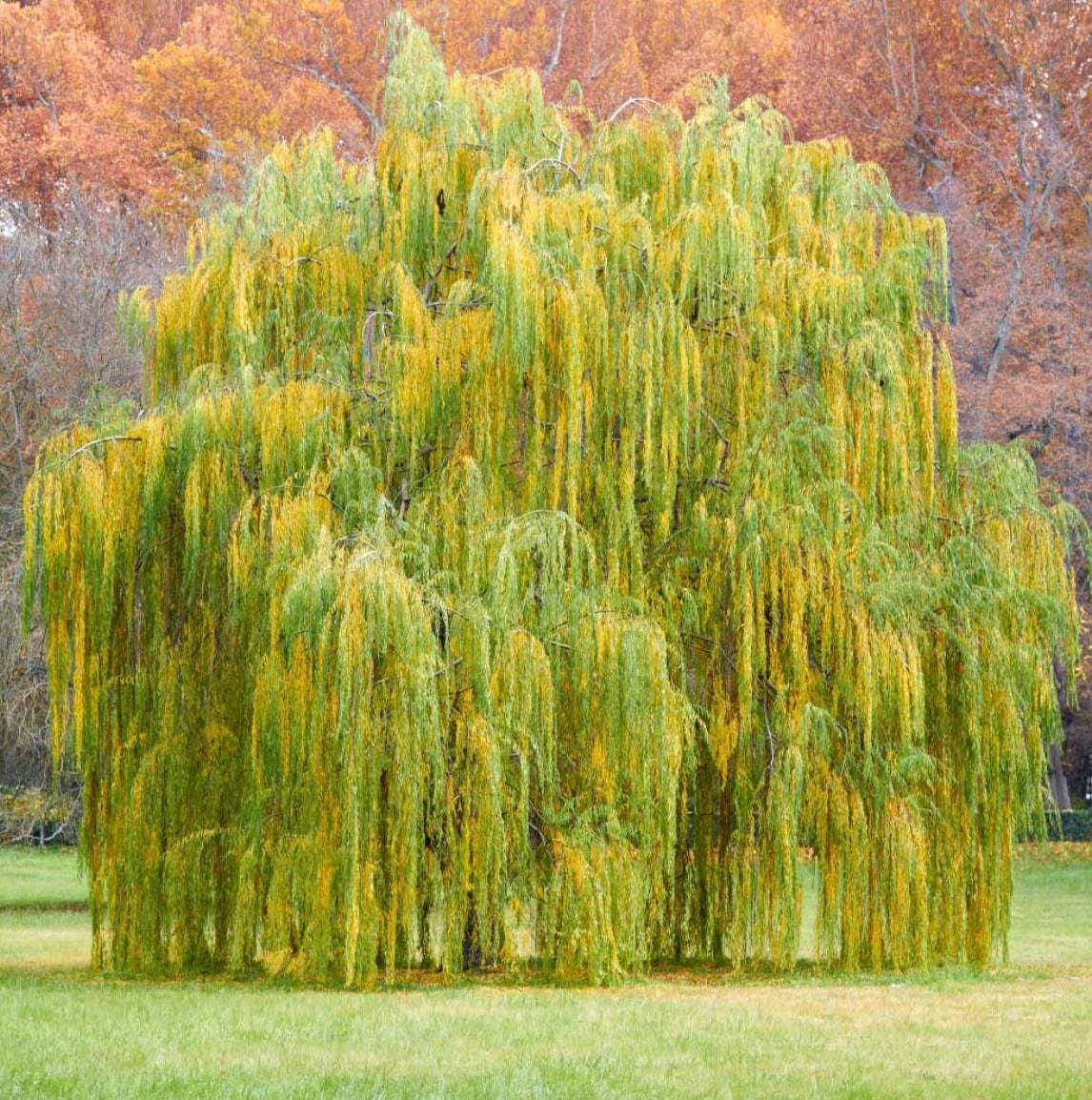 Lowe's Pink Weeping Pussy Willow Tree Feature Shrub In Pot (With