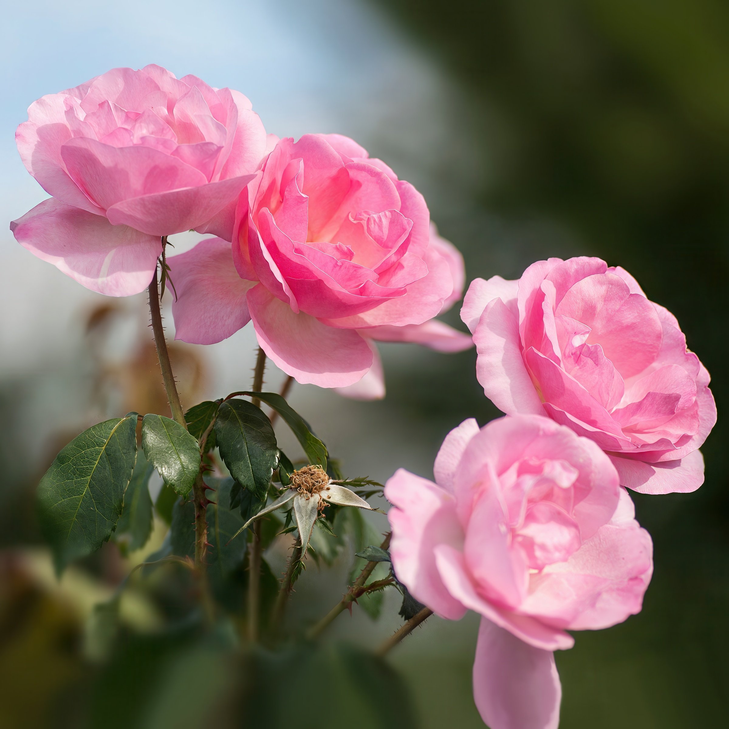 National Plant Network LW2789 roses - View #3
