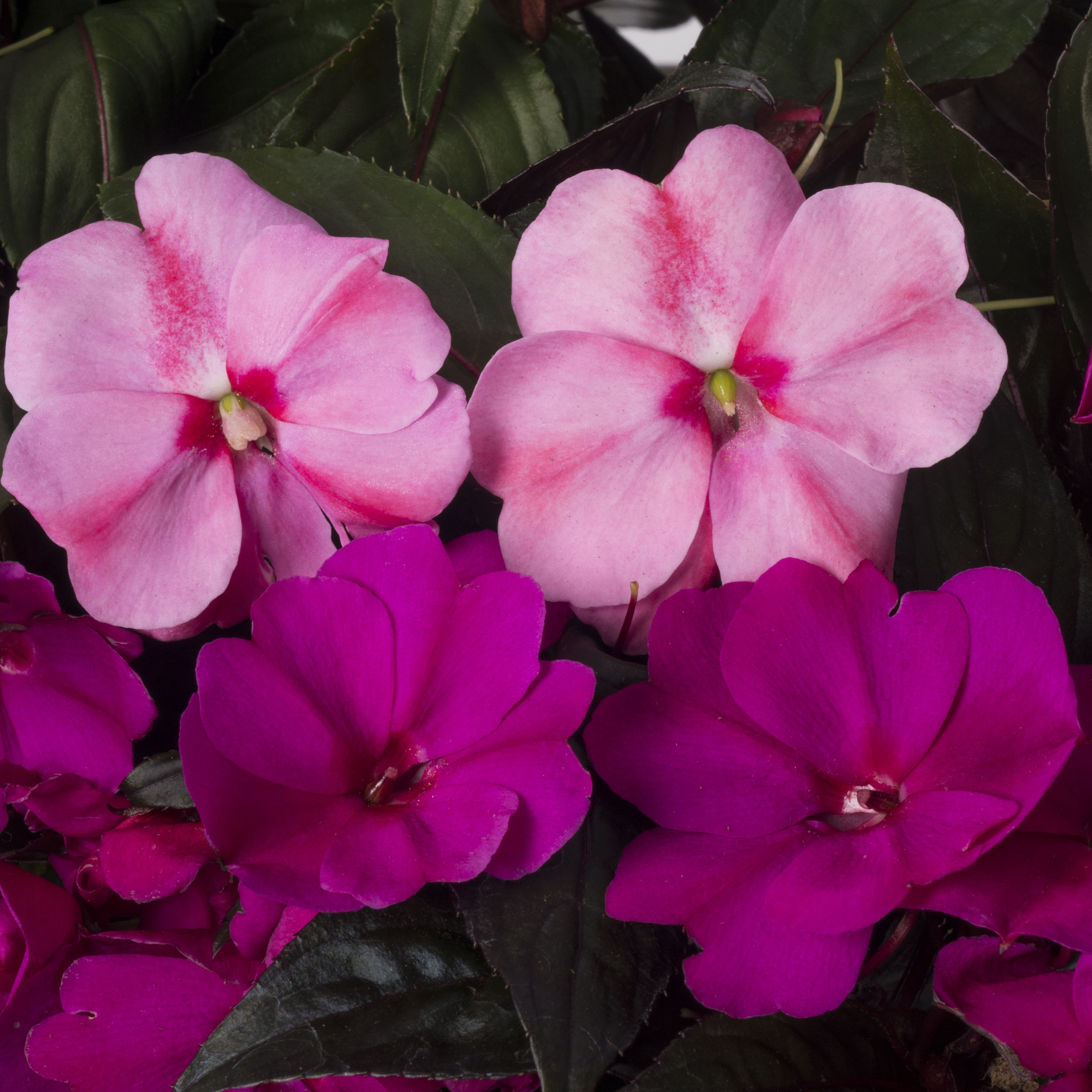 Lowe's 664532 annuals - View #5