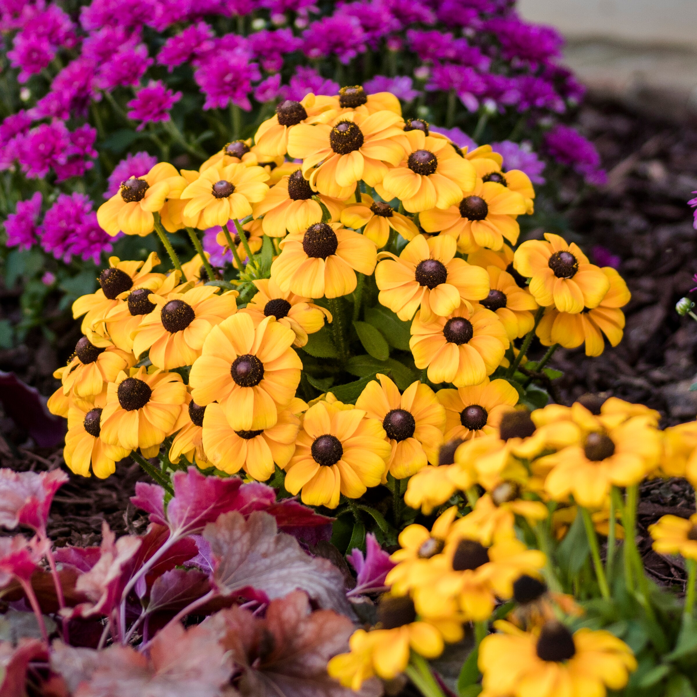 Lowe's NURSERY perennials - View #5