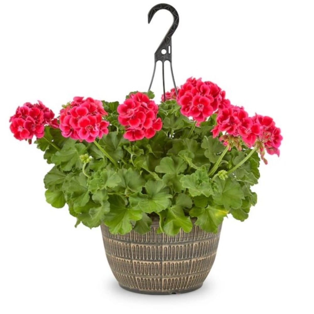 Lowe's Multicolor Geranium in 2-Gallons Hanging Basket at Lowes.com