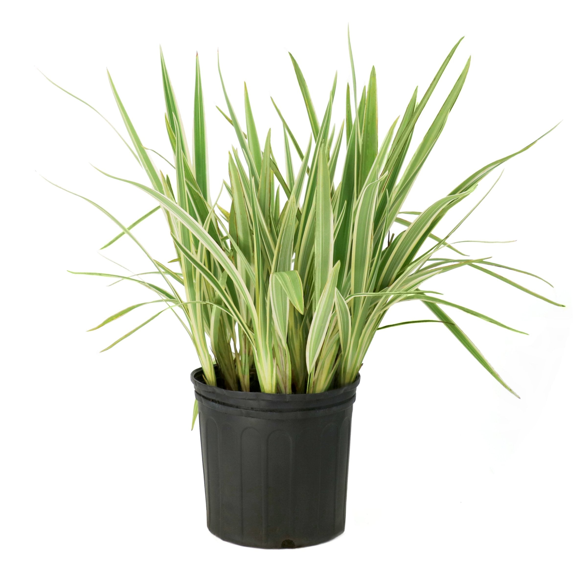 National Plant Network 3 -in Violet Dianella Flax Lily 1 -Pack - Low Maintenance