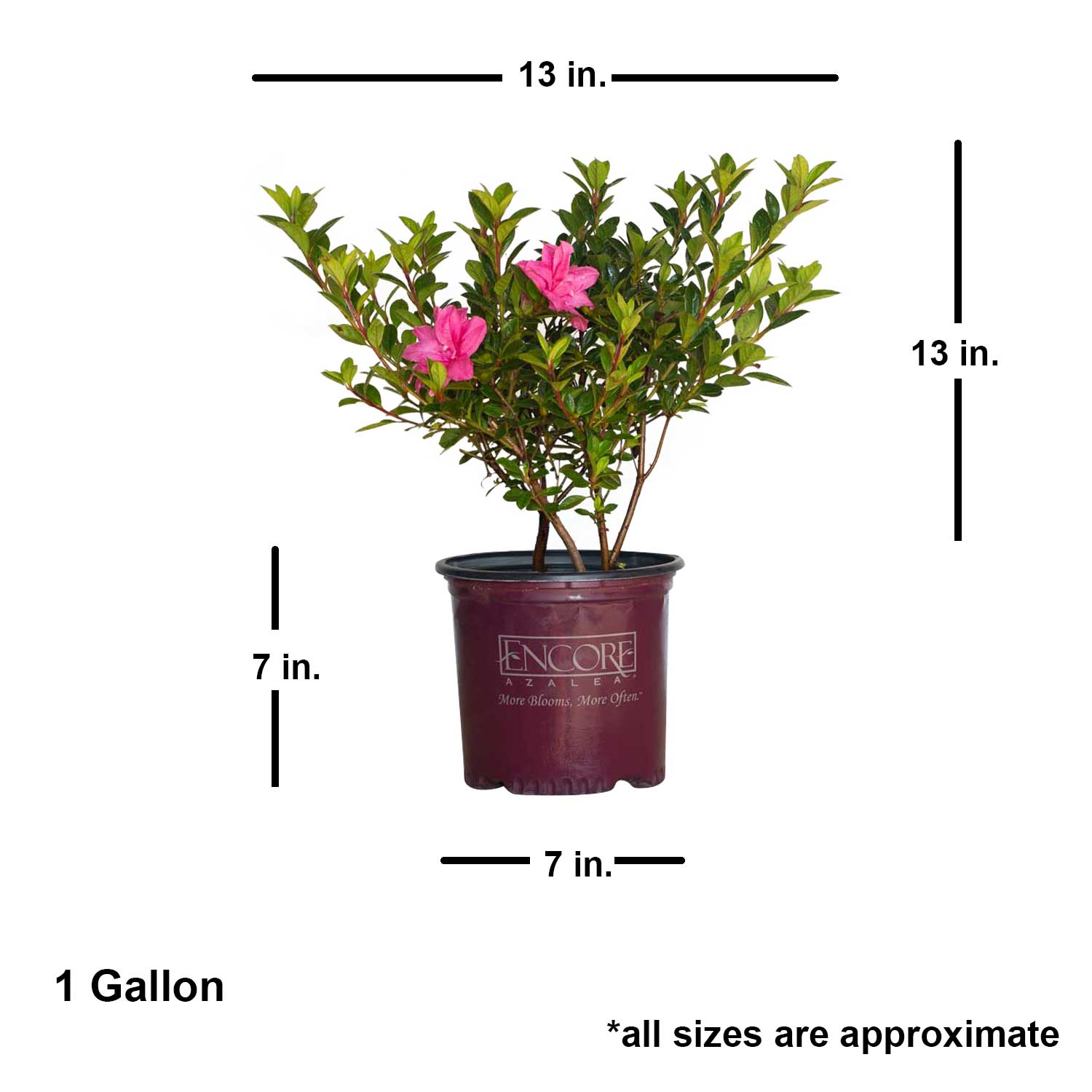 Encore Azalea 80391 shrubs - View #3