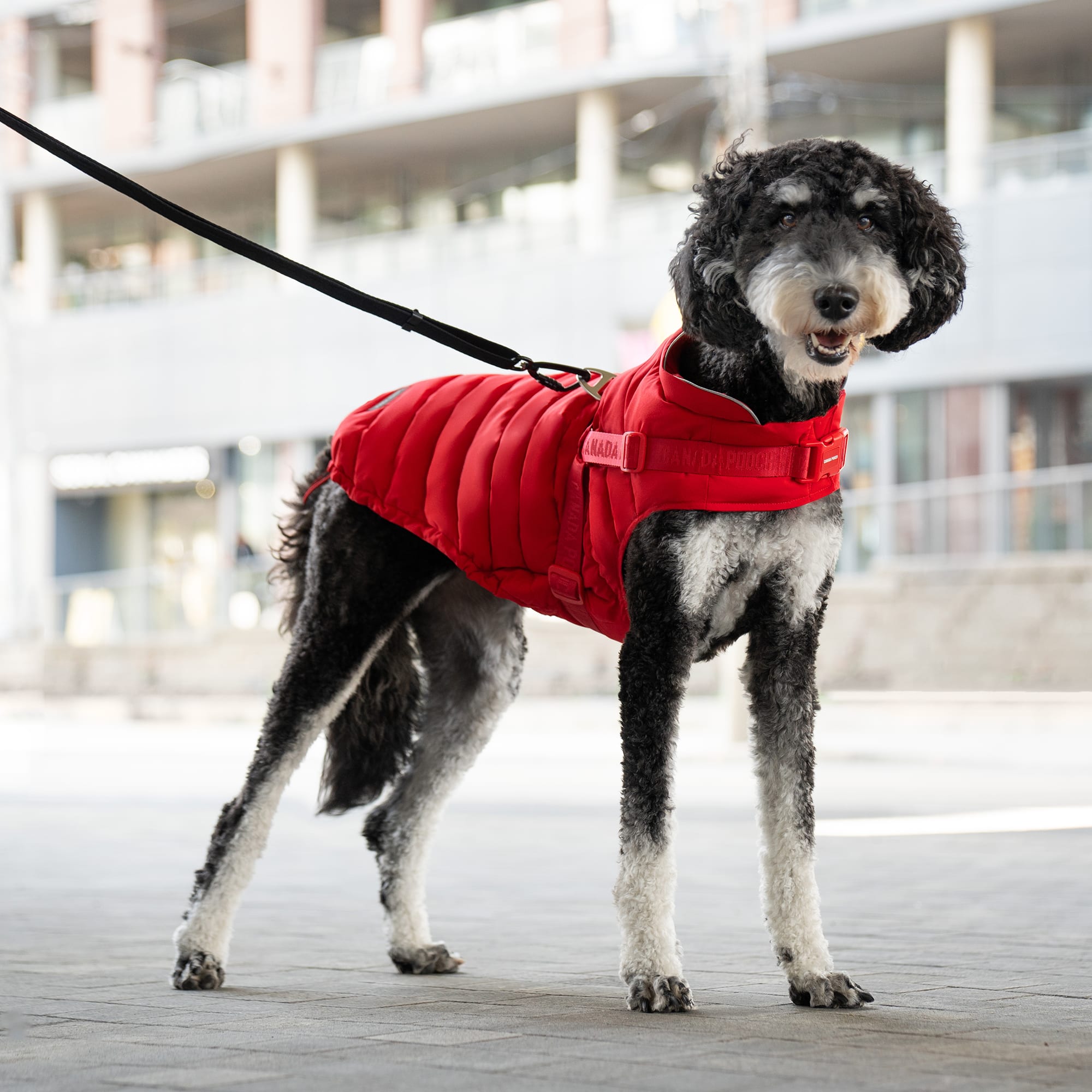 Canada Pooch 12479  - View #4
