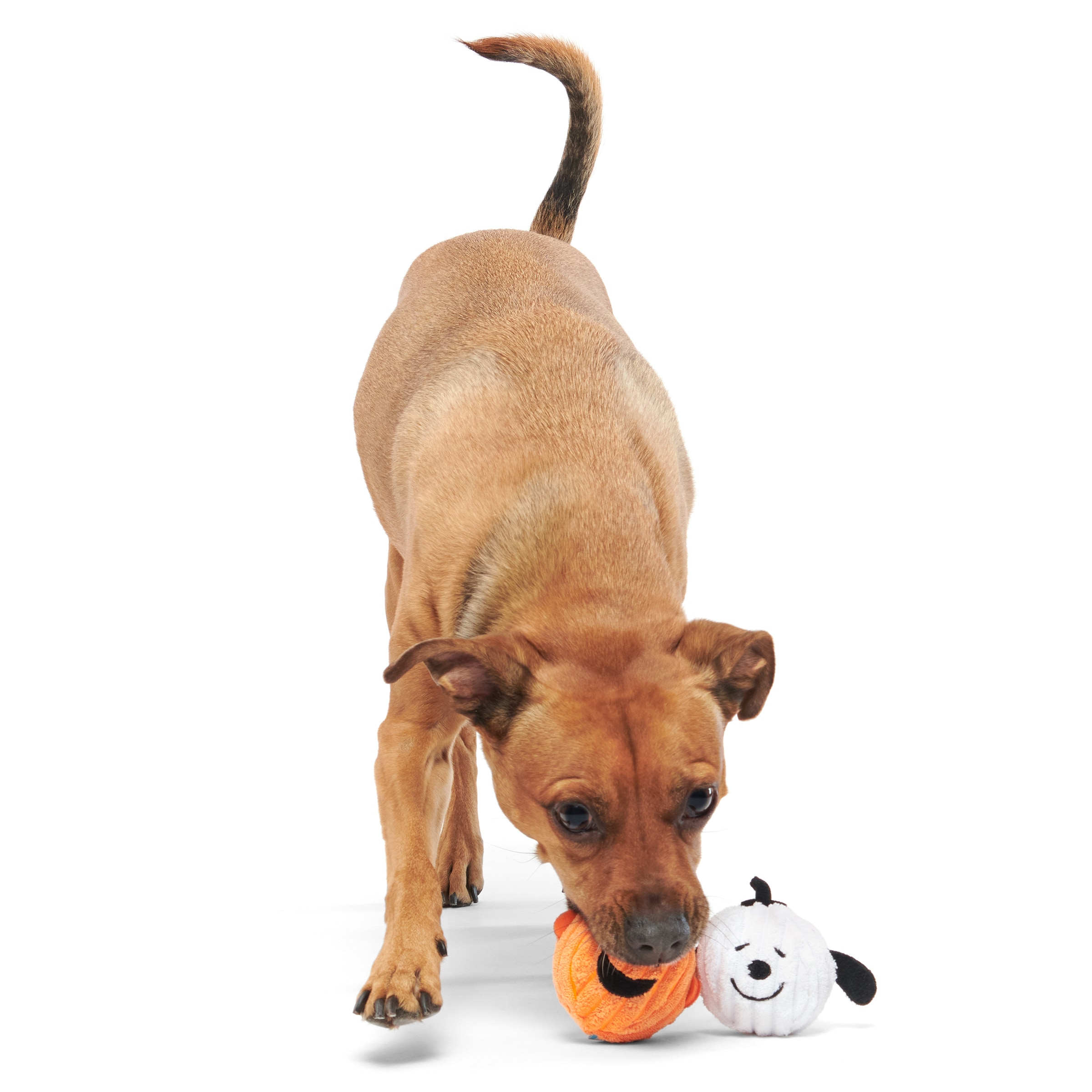 Lowes dog toys best sale