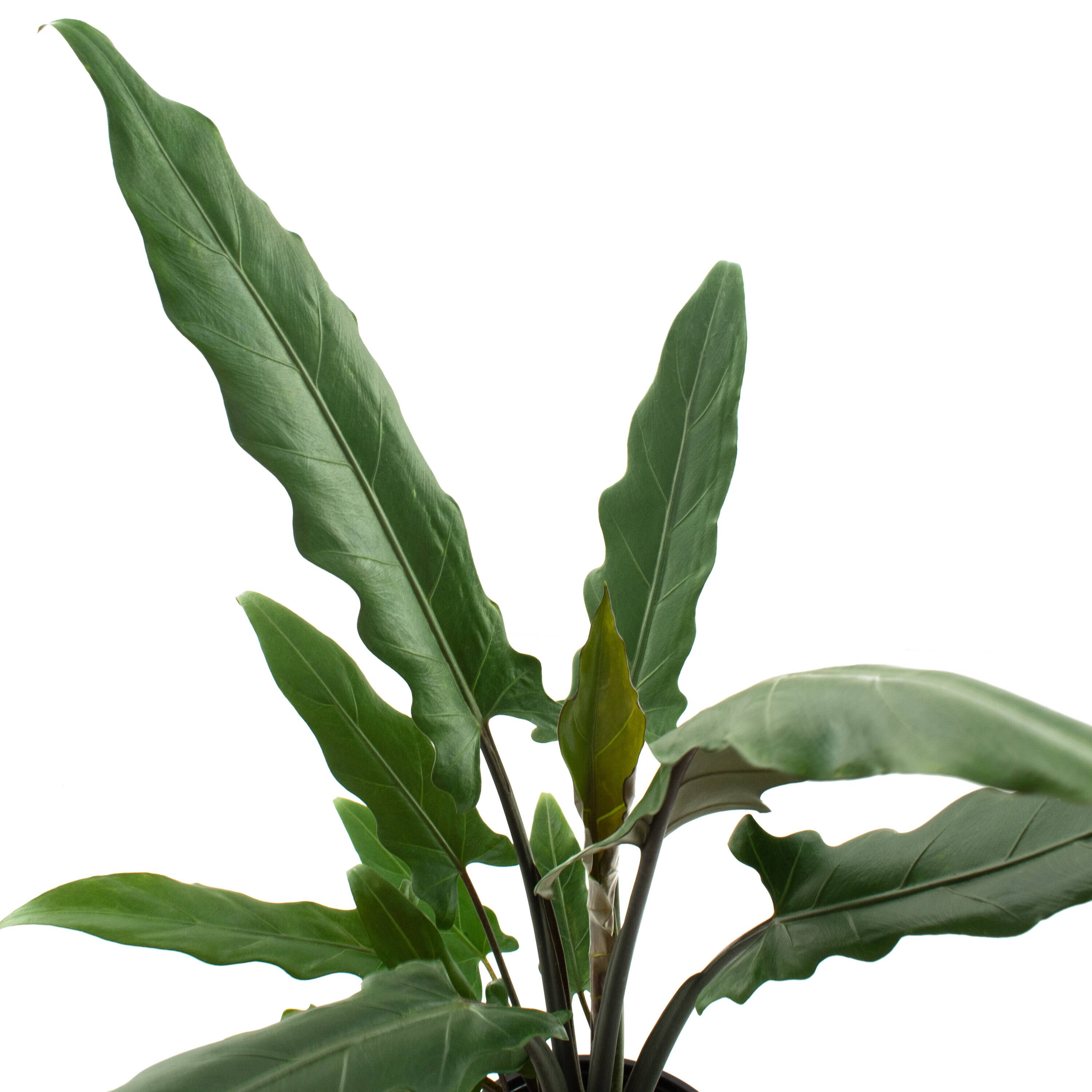 National Plant Network LW1297 hseplants - View #2
