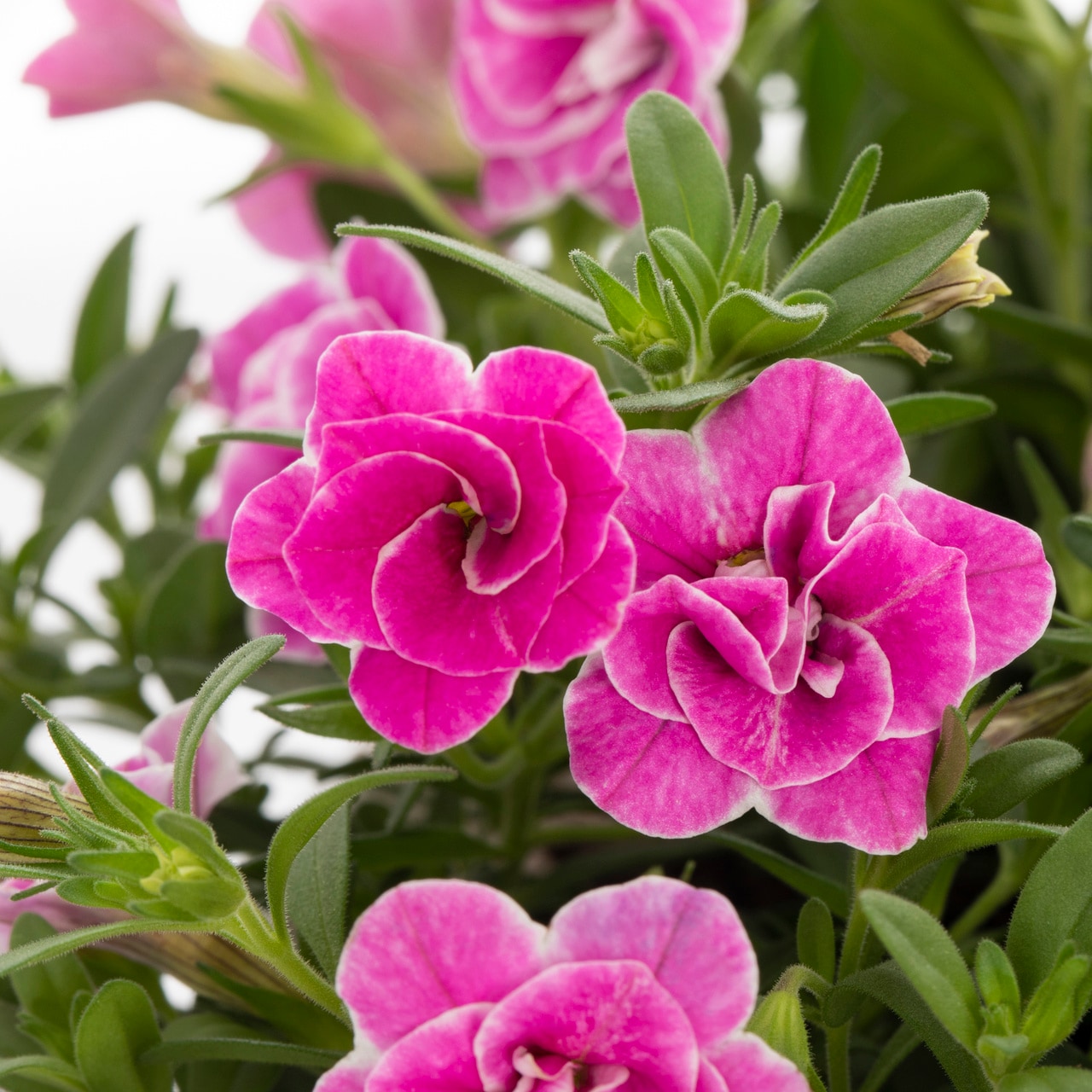 Proven Winners 4524 annuals - View #2