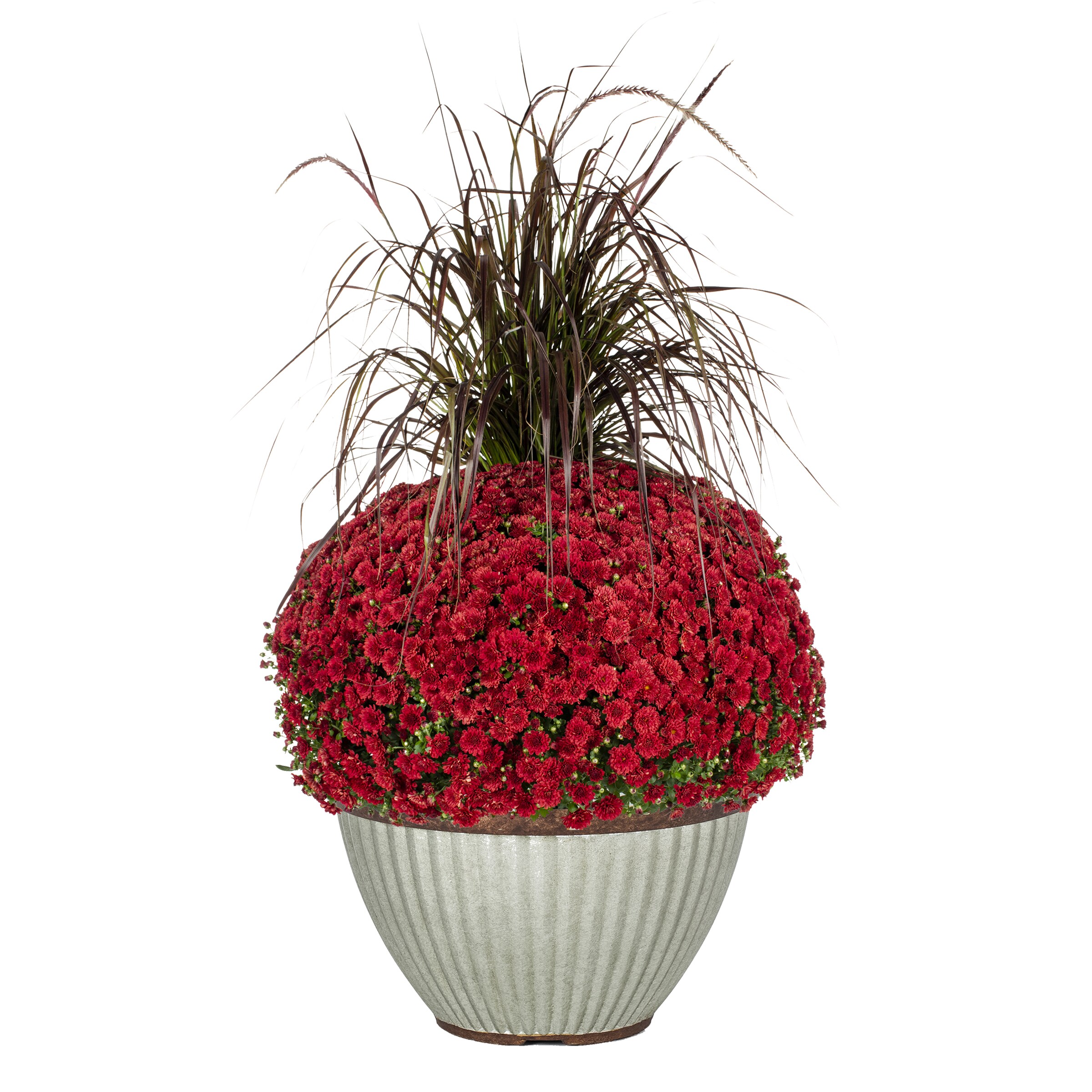Lowe's NURSERY Red Mum in 2.5 Gallon(s) Pot 1 -Pack