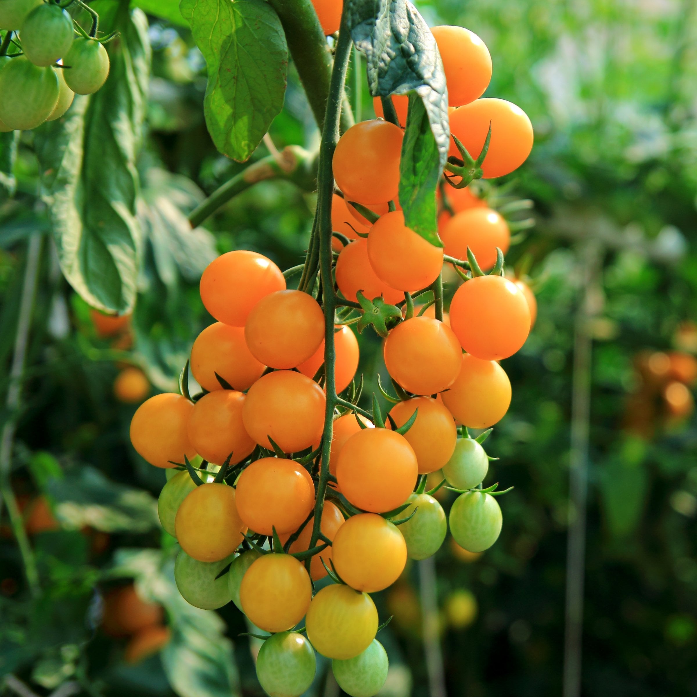 National Plant Network LW2266 Sungold Plant in Pot