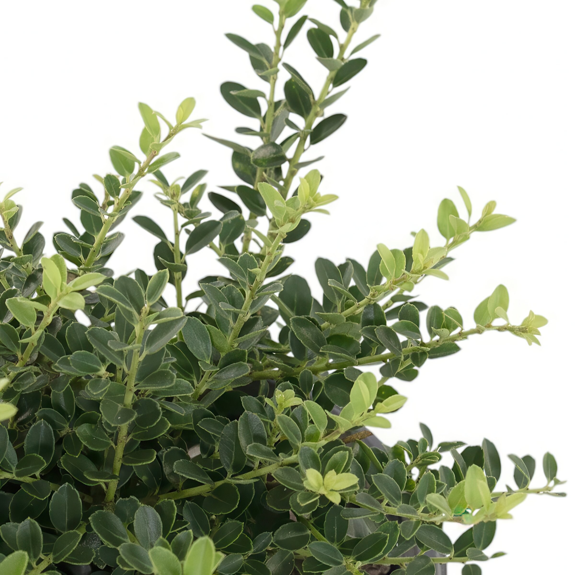 National Plant Network LW2720 shrubs - View #5
