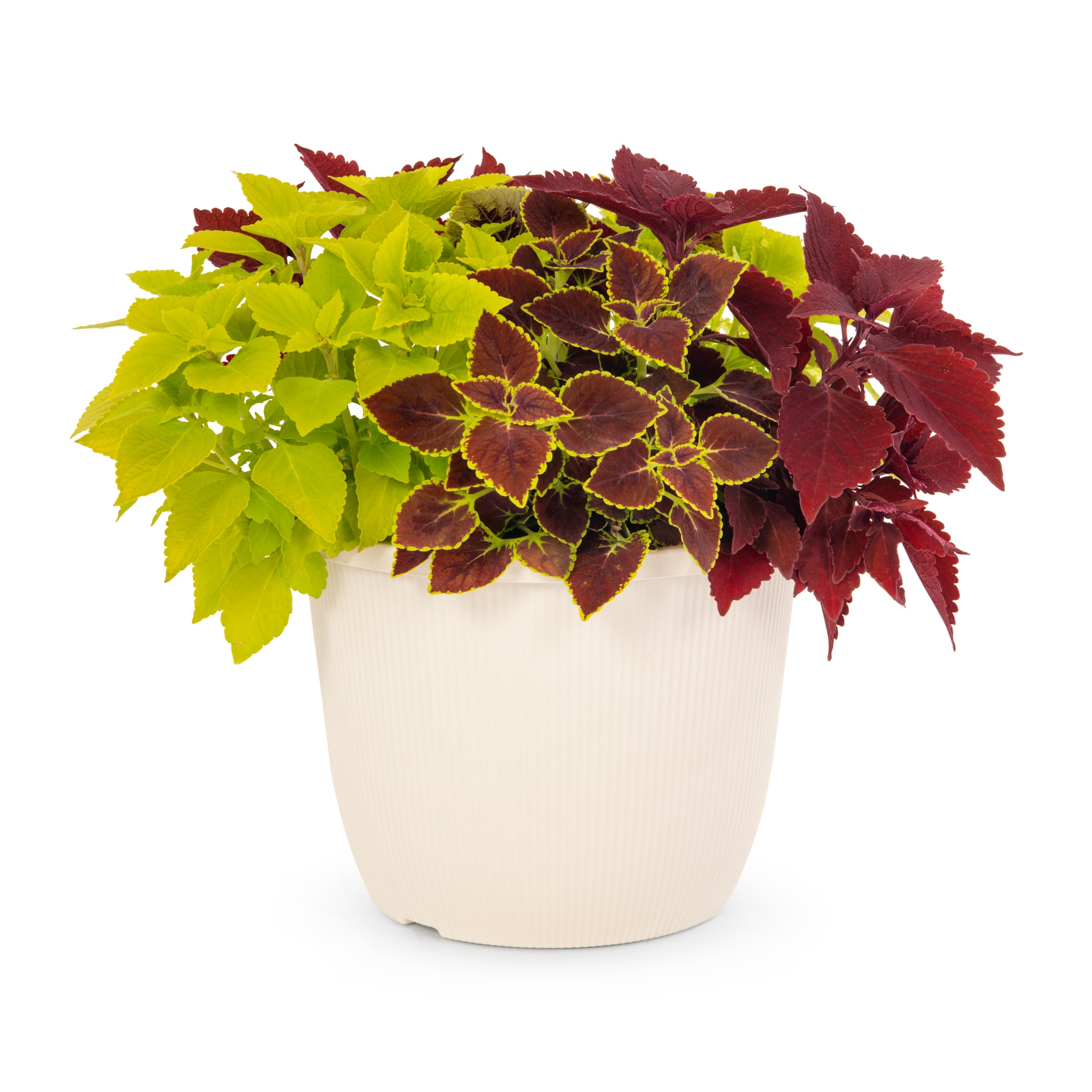 Metrolina Greenhouses Coleus in 1.75 Gallon(s) Planter 1 -Pack