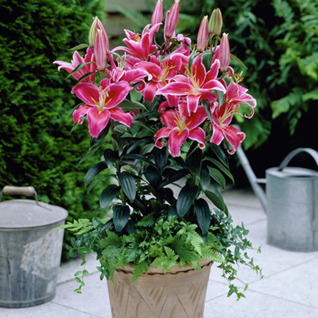 Van Zyverden 87178 Plant-Bulbs - View #9