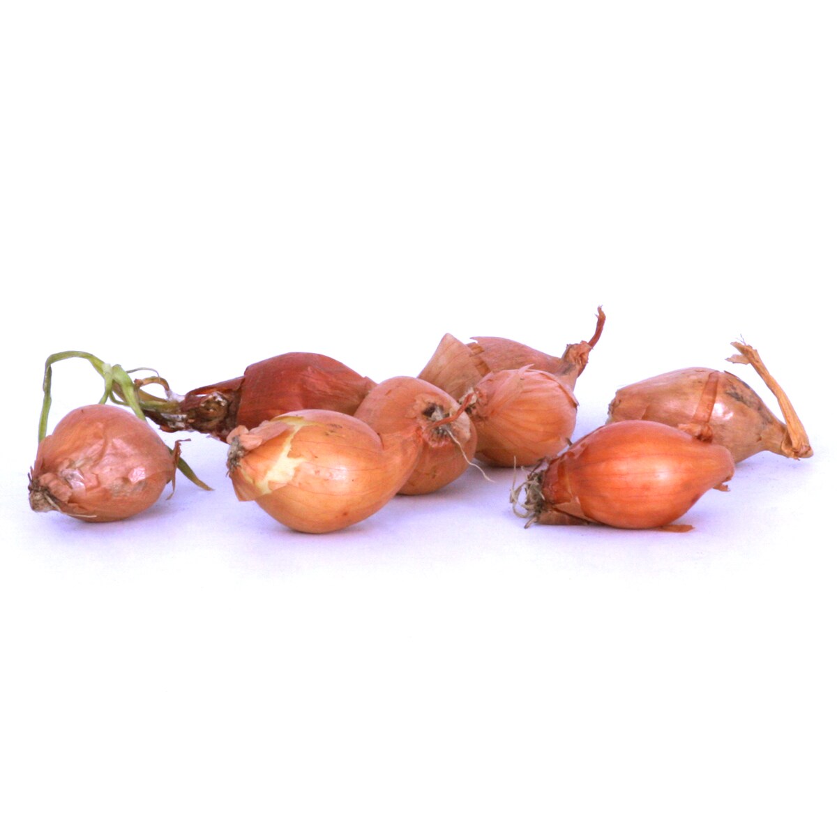Van Zyverden 84560 Plant-Bulbs - View #7