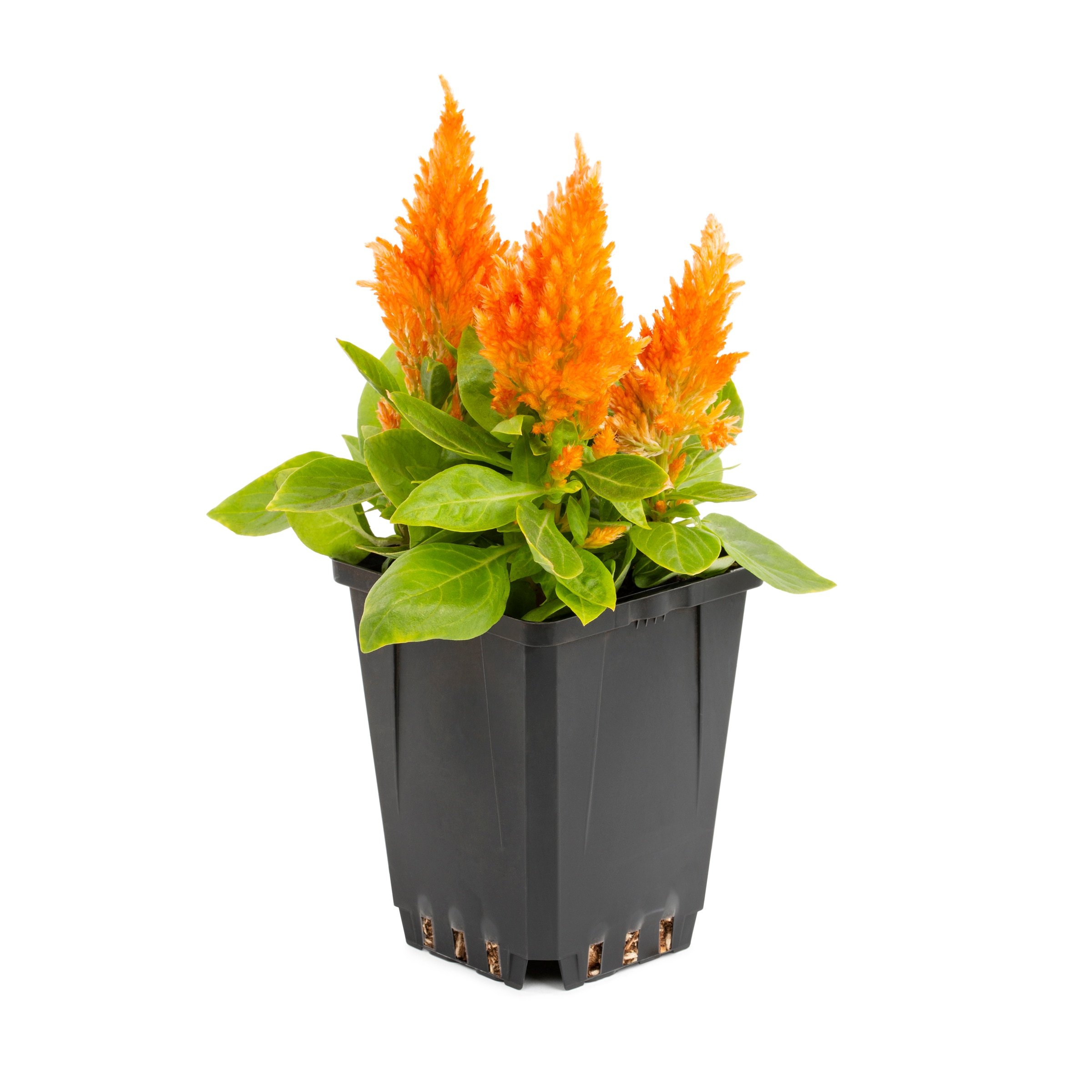 Lowe's 211577 annuals - View #7