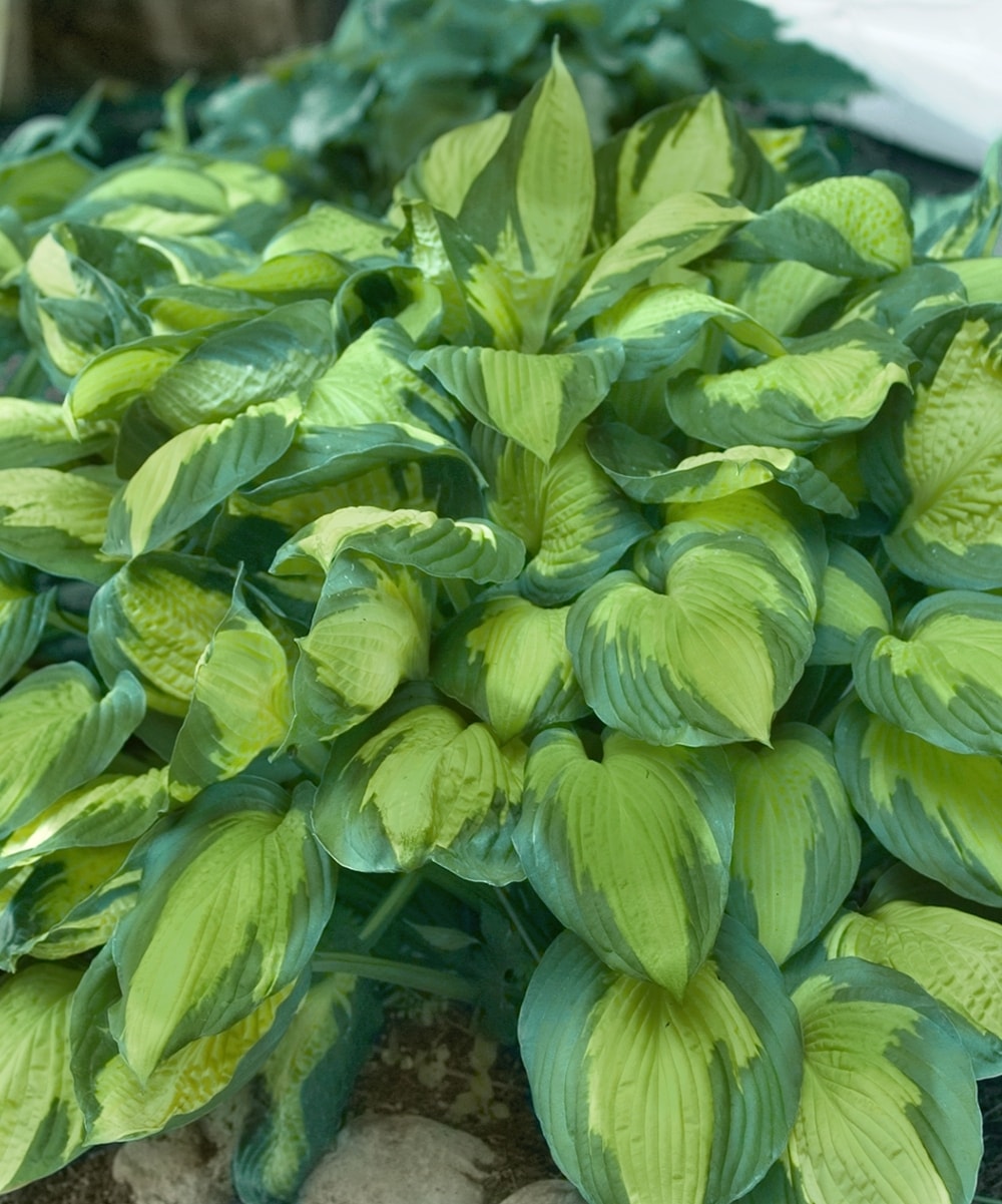 National Plant Network LW1548 perennials - View #2
