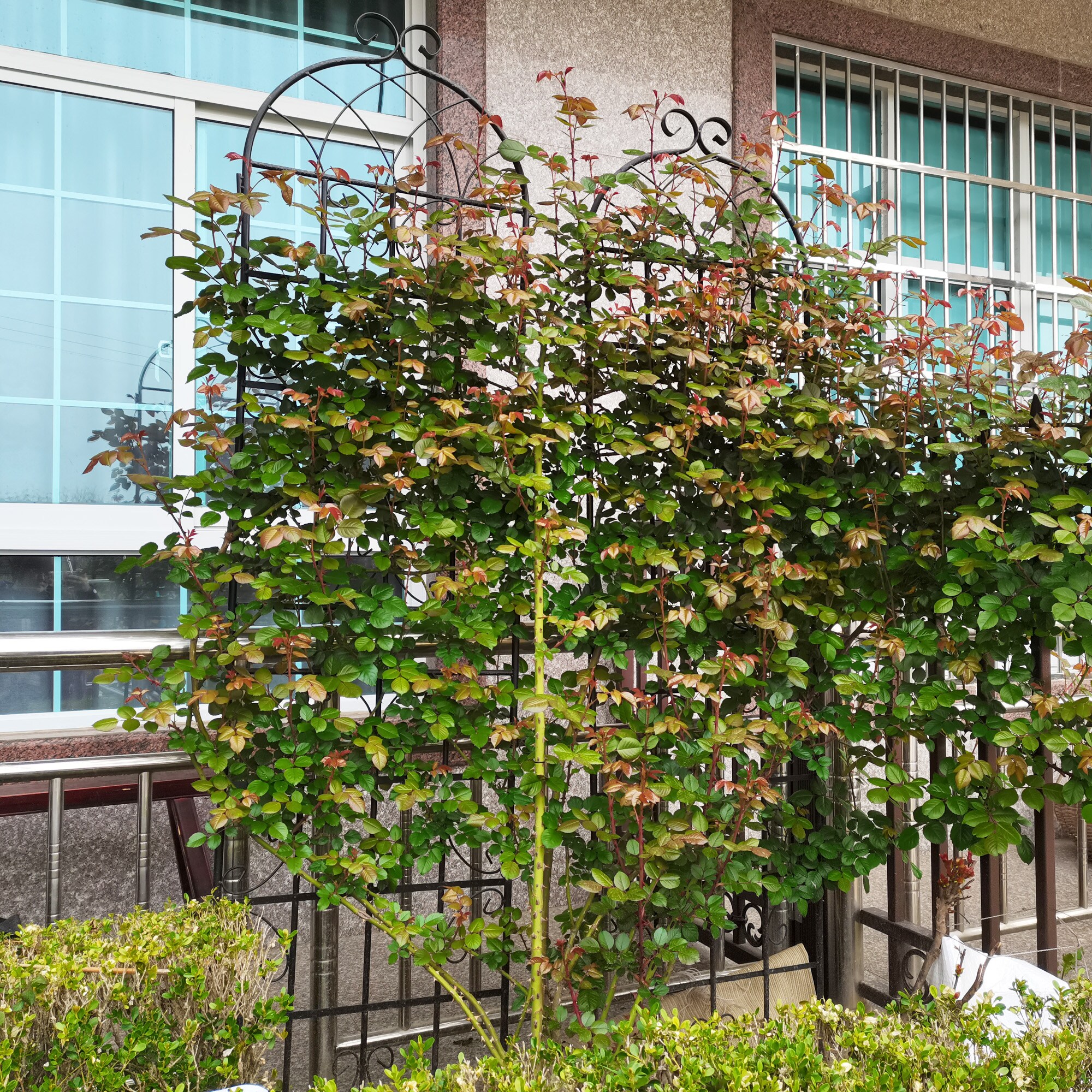 WELLFOR ORQ-231GN Garden-Trellis - View #9