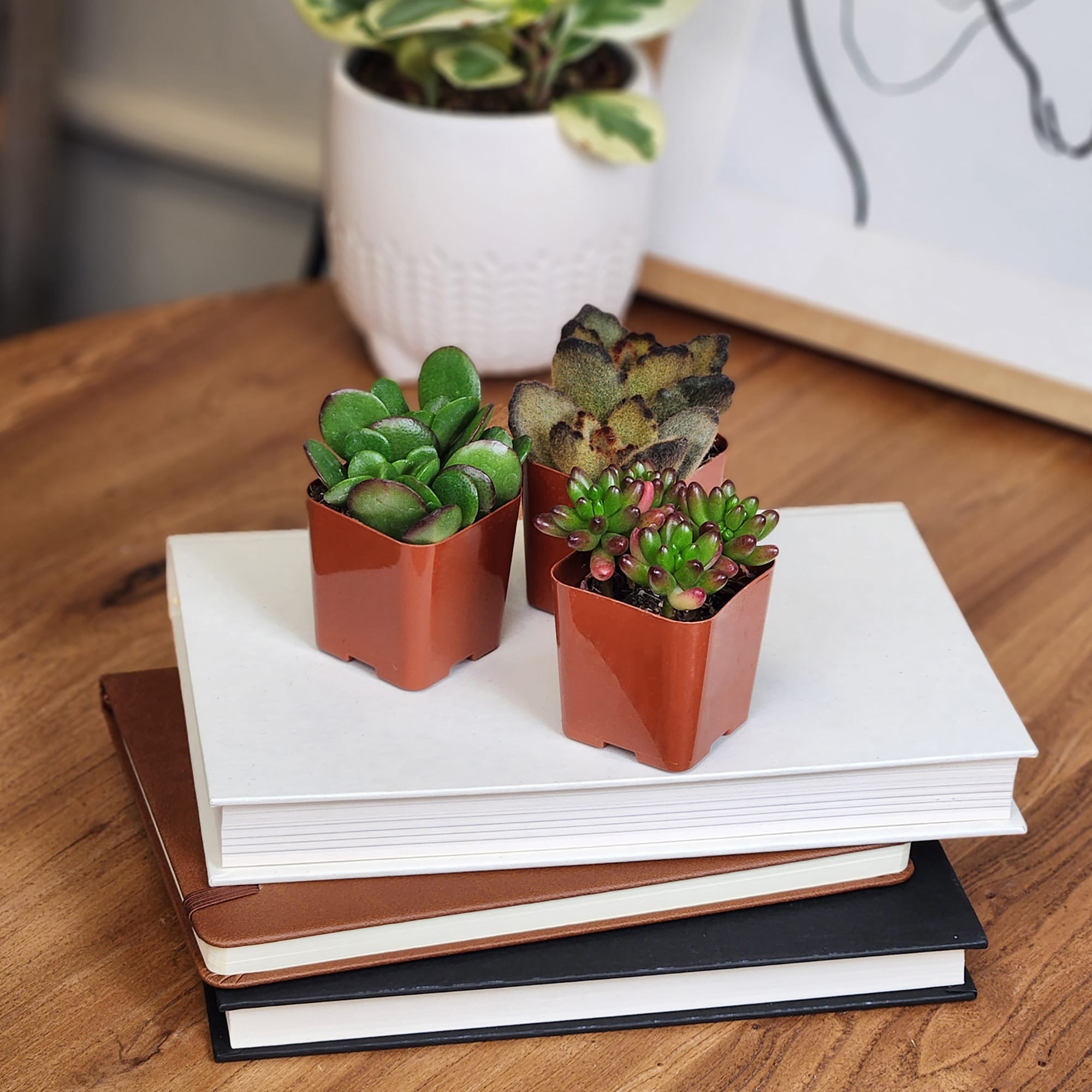 Altman Plants 0881173 Cacti-Succulents - View #9