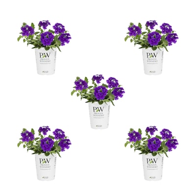 Blue Annuals Near Me at Lowes.com