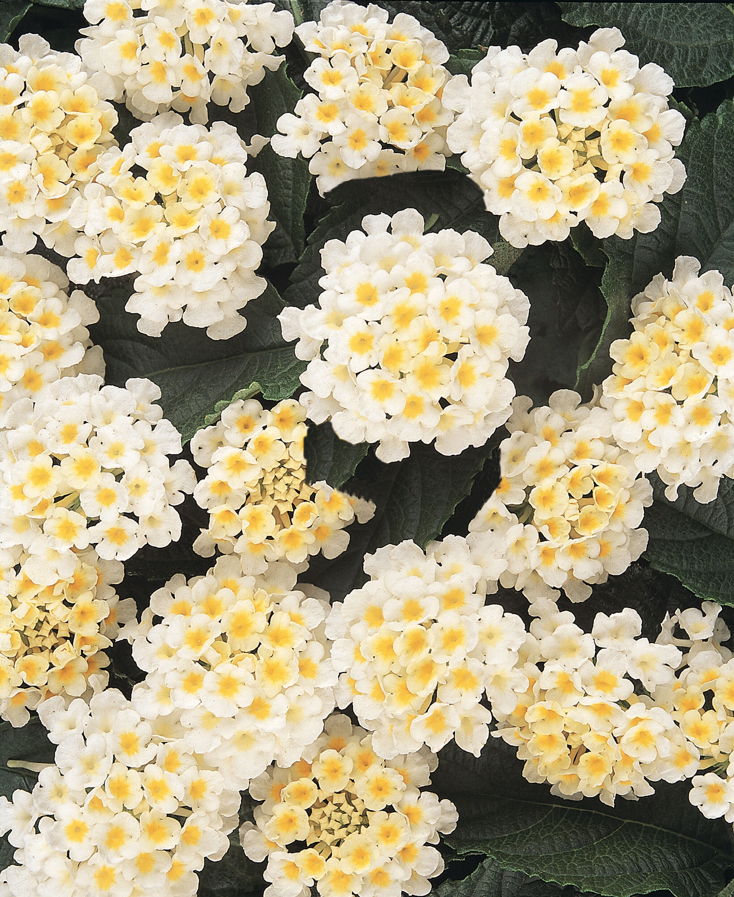 Altman Plants 0881248 perennials - View #2