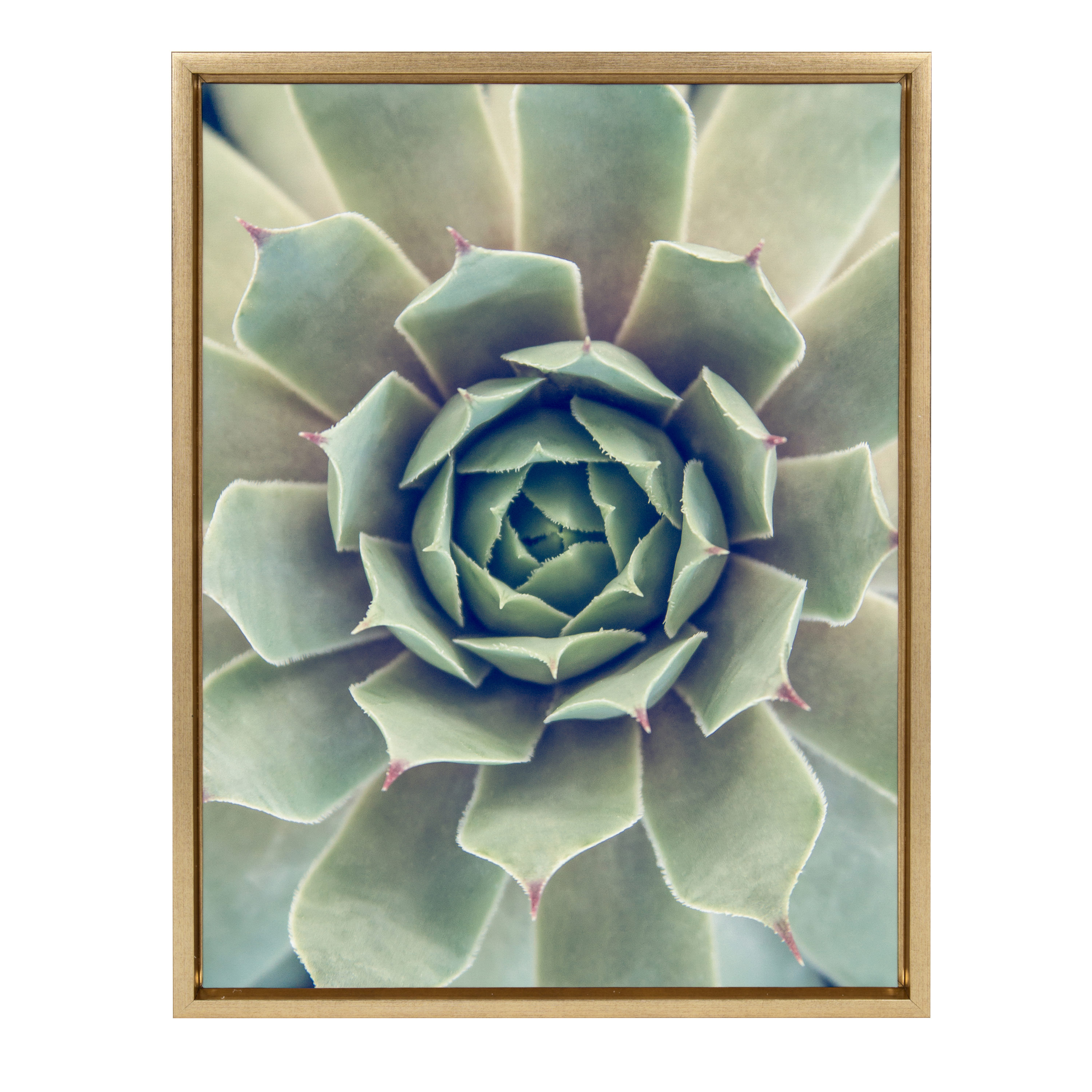 Kate and Laurel 215851 Succulent 1 F21Images Gold Plastic Framed 24-Inches H x 18-Inches W Botanical Canvas Print