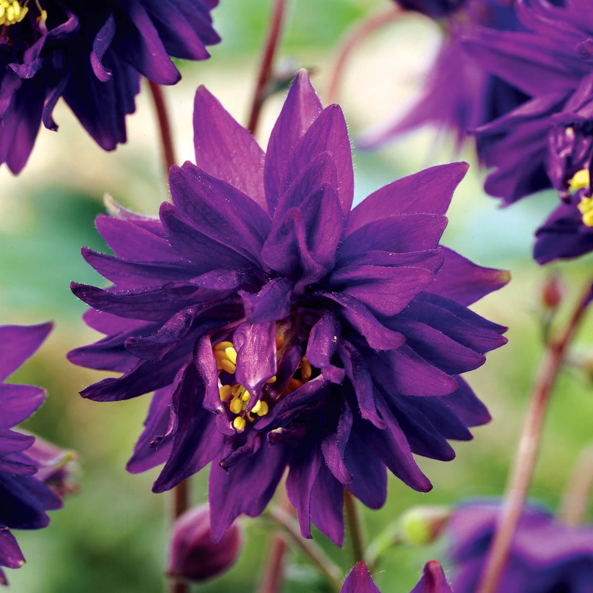 Direct Gardening 99612 perennials - View #3