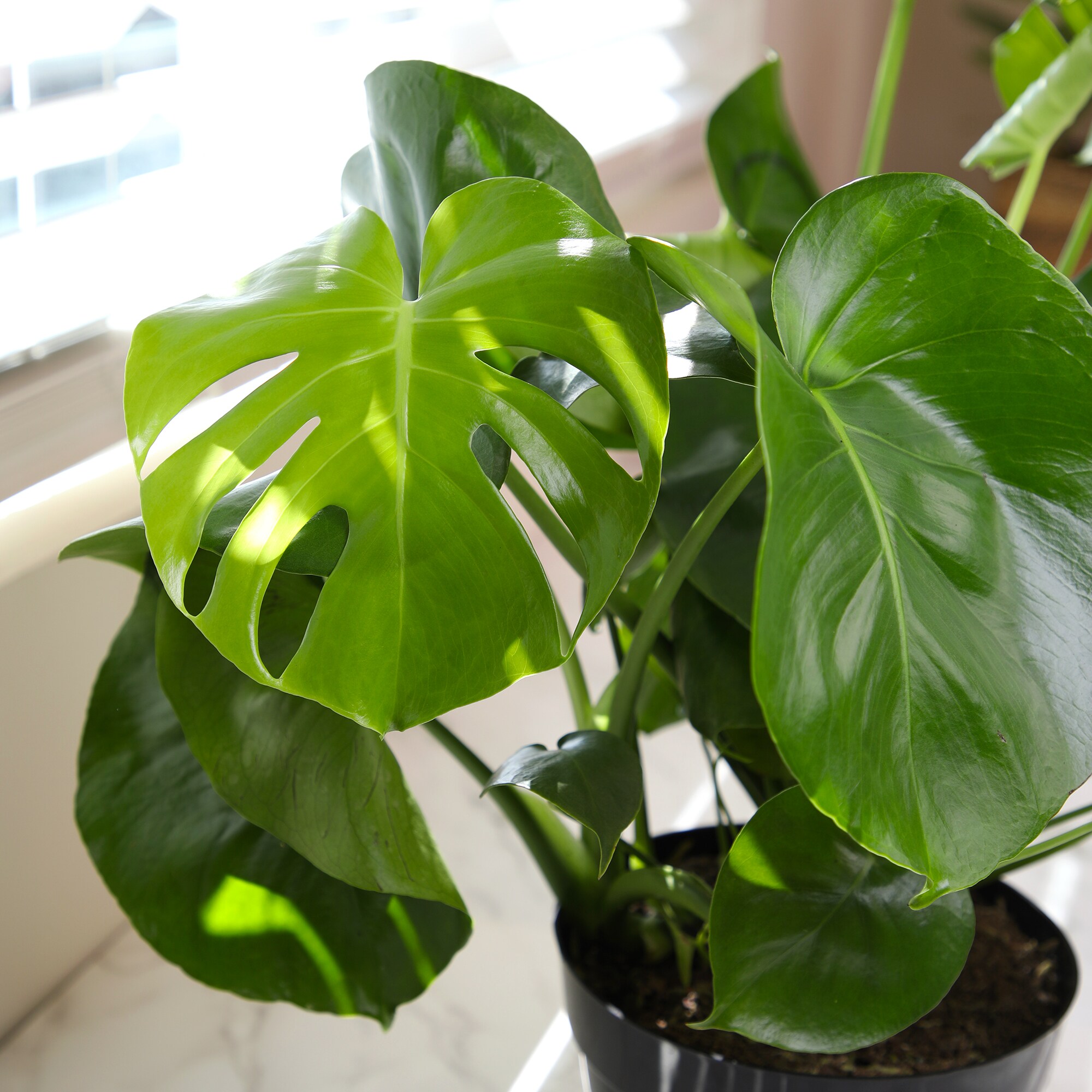 Altman Plants 0881614 hseplants - View #4