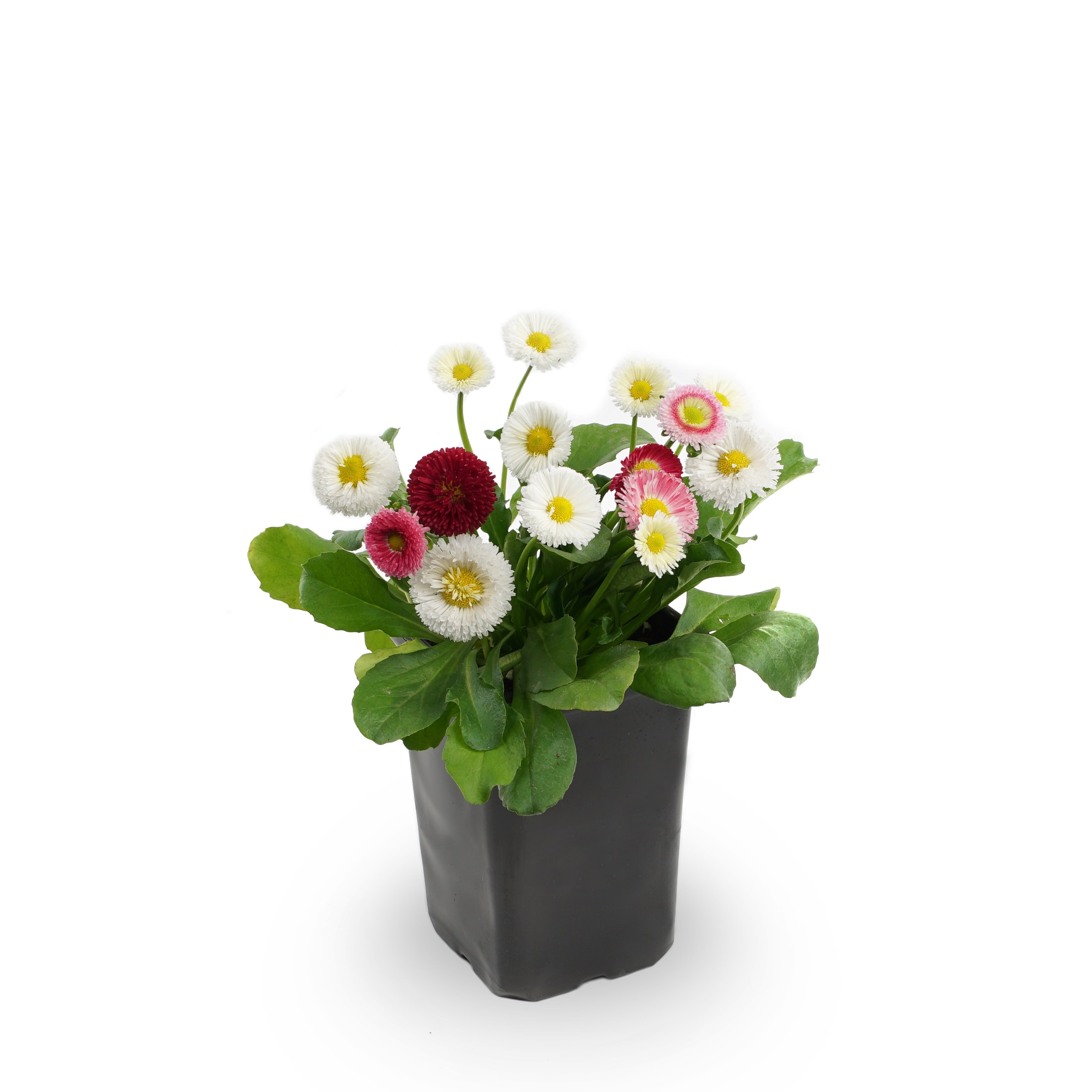 Lowe's NURSERY Multicolor English Daisy Plant in 1 -Quart Pot 1.0 -Pack
