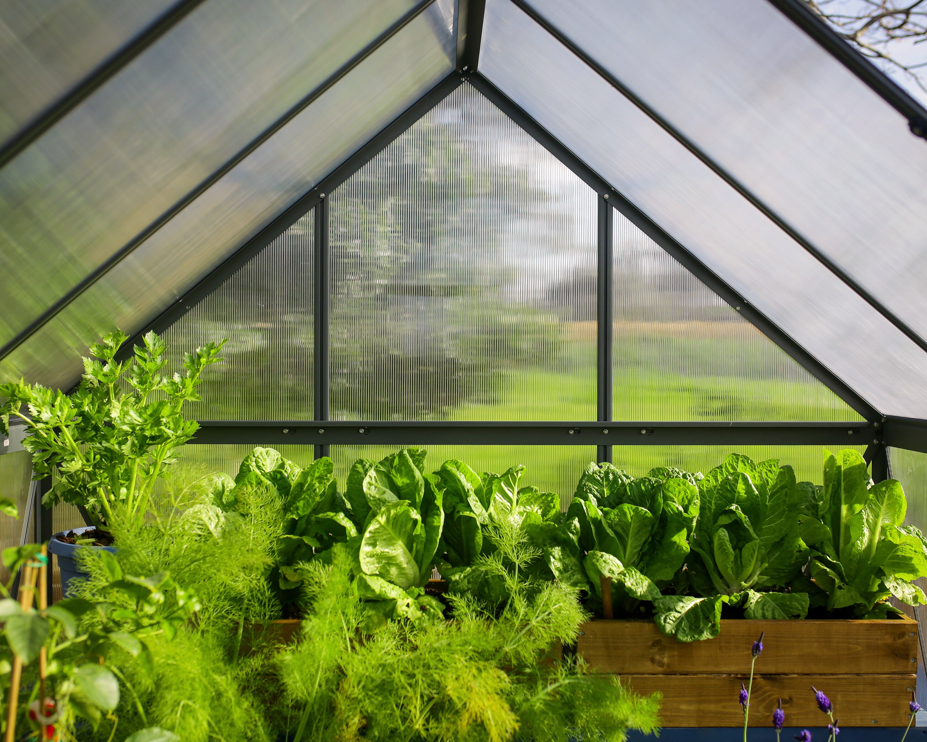 Canopia by Palram 706057 greenhouses - View #12