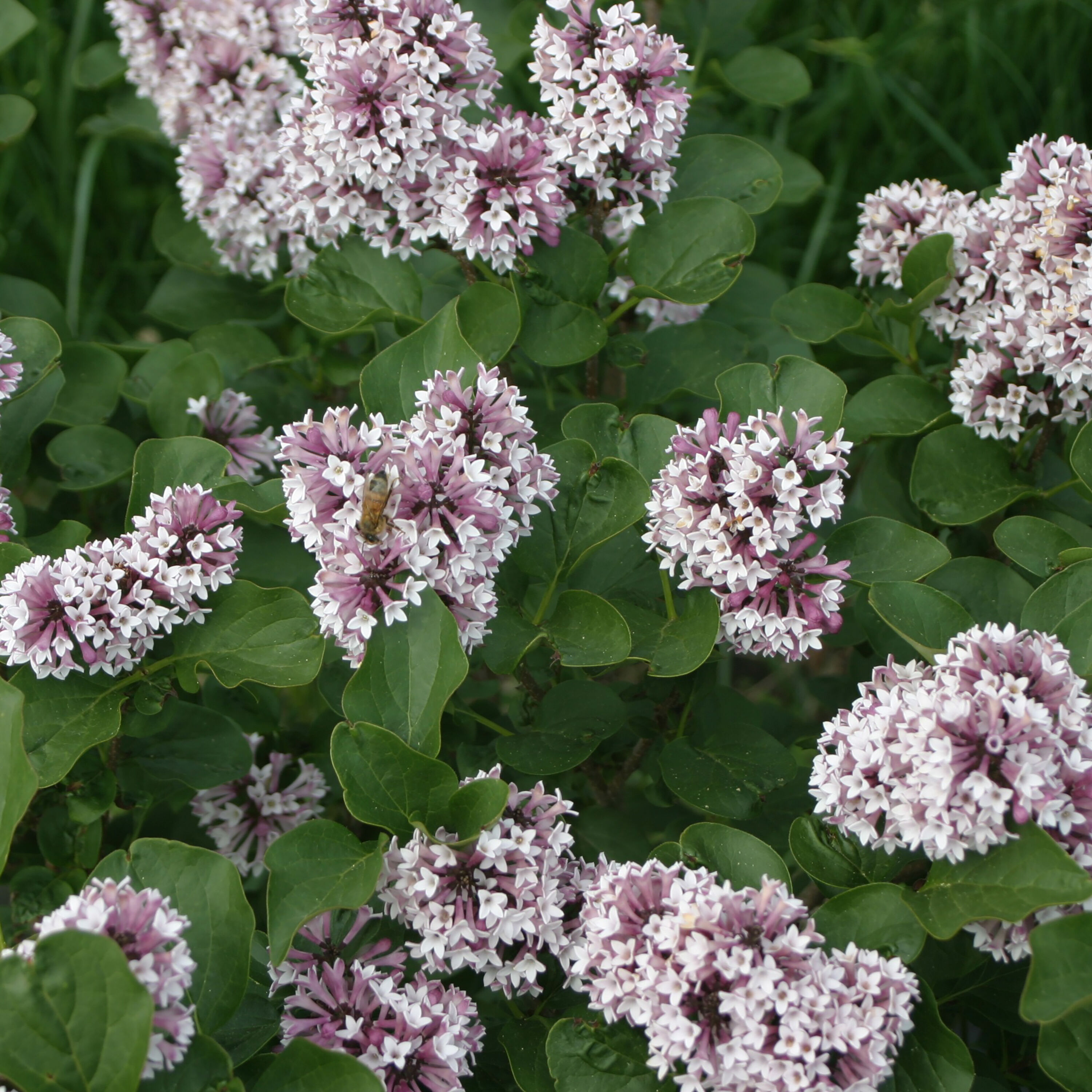 Baby Kim Lilac (Syringa) Shrubs at Lowes.com