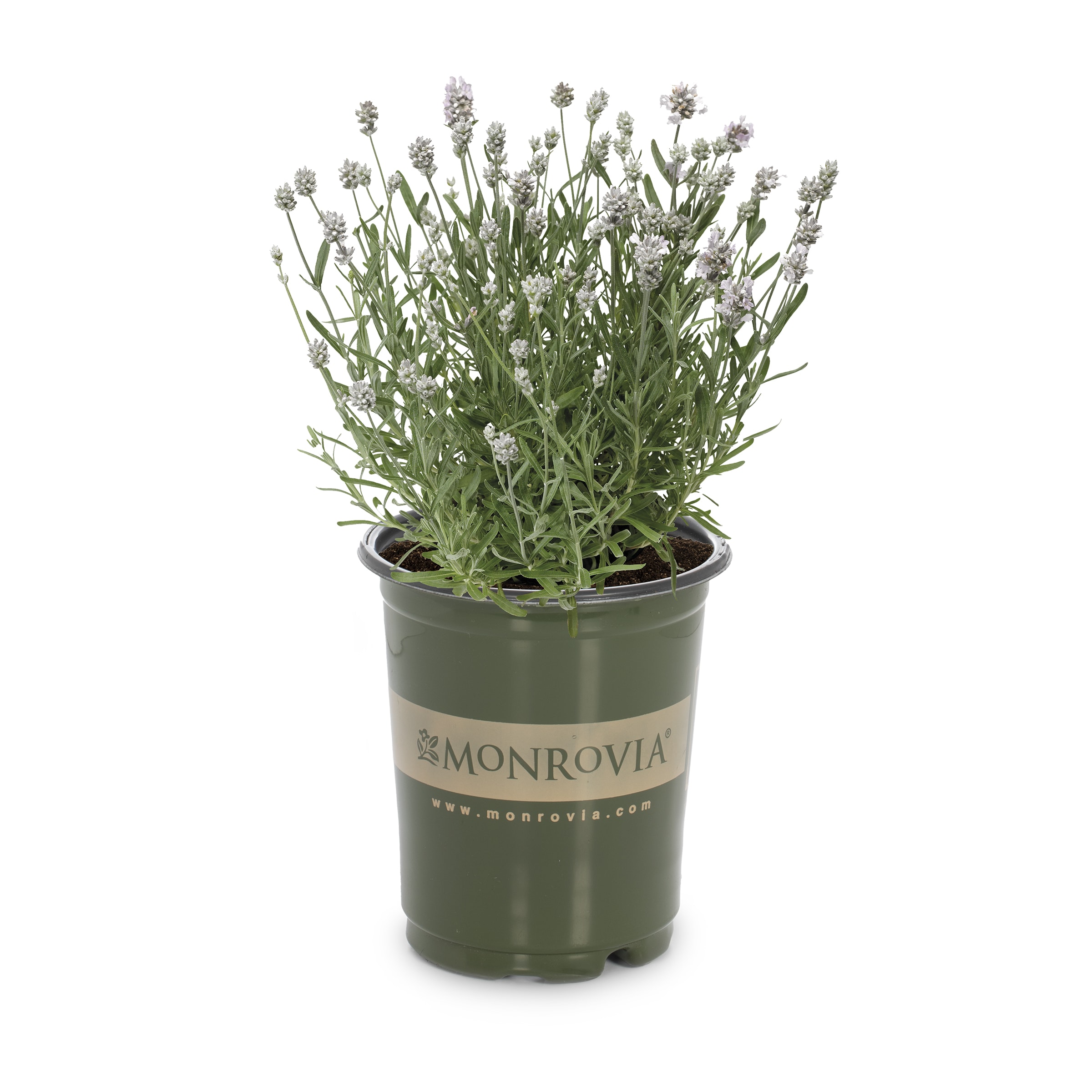 Monrovia NURSERY White Scent#8482 Early White English Lavender Plant in 1.00 -Quart Pot 1.0 -Pack